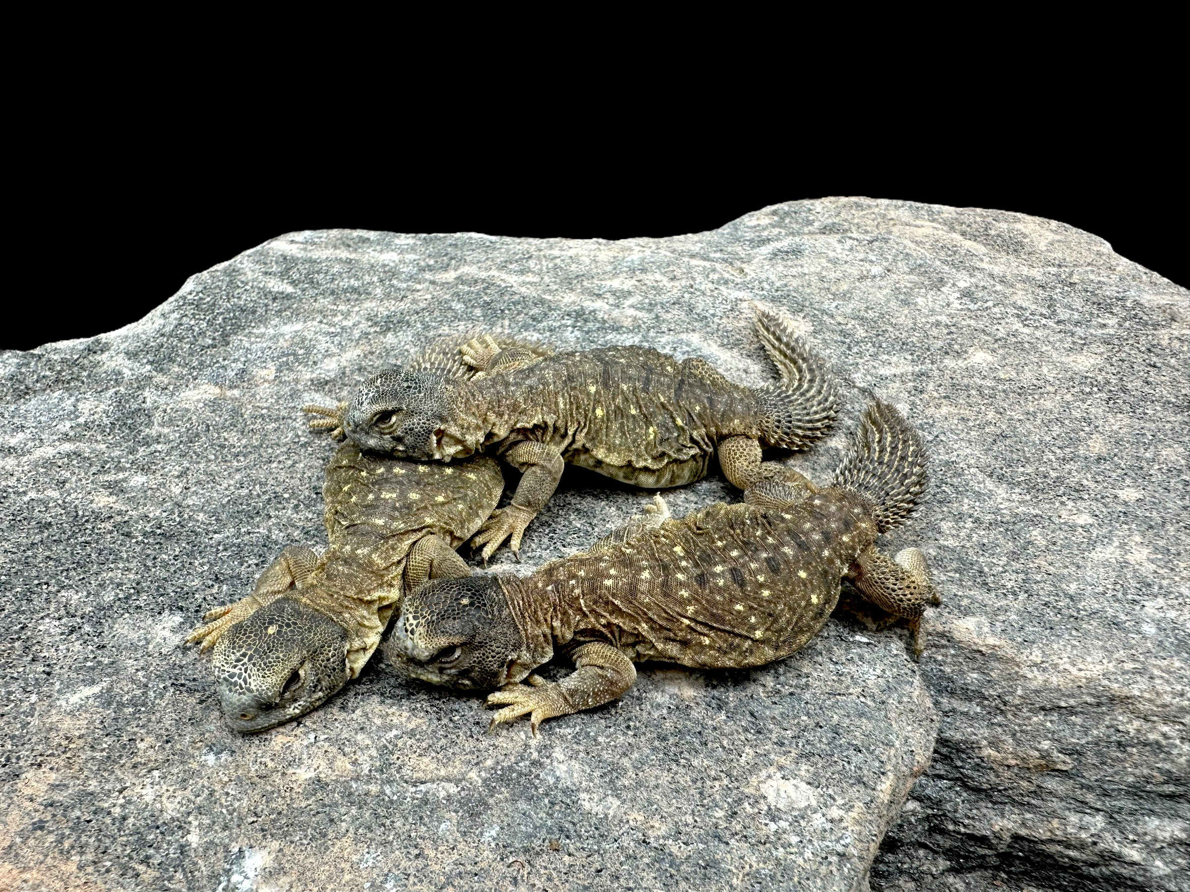 Uromastyx égyptien
