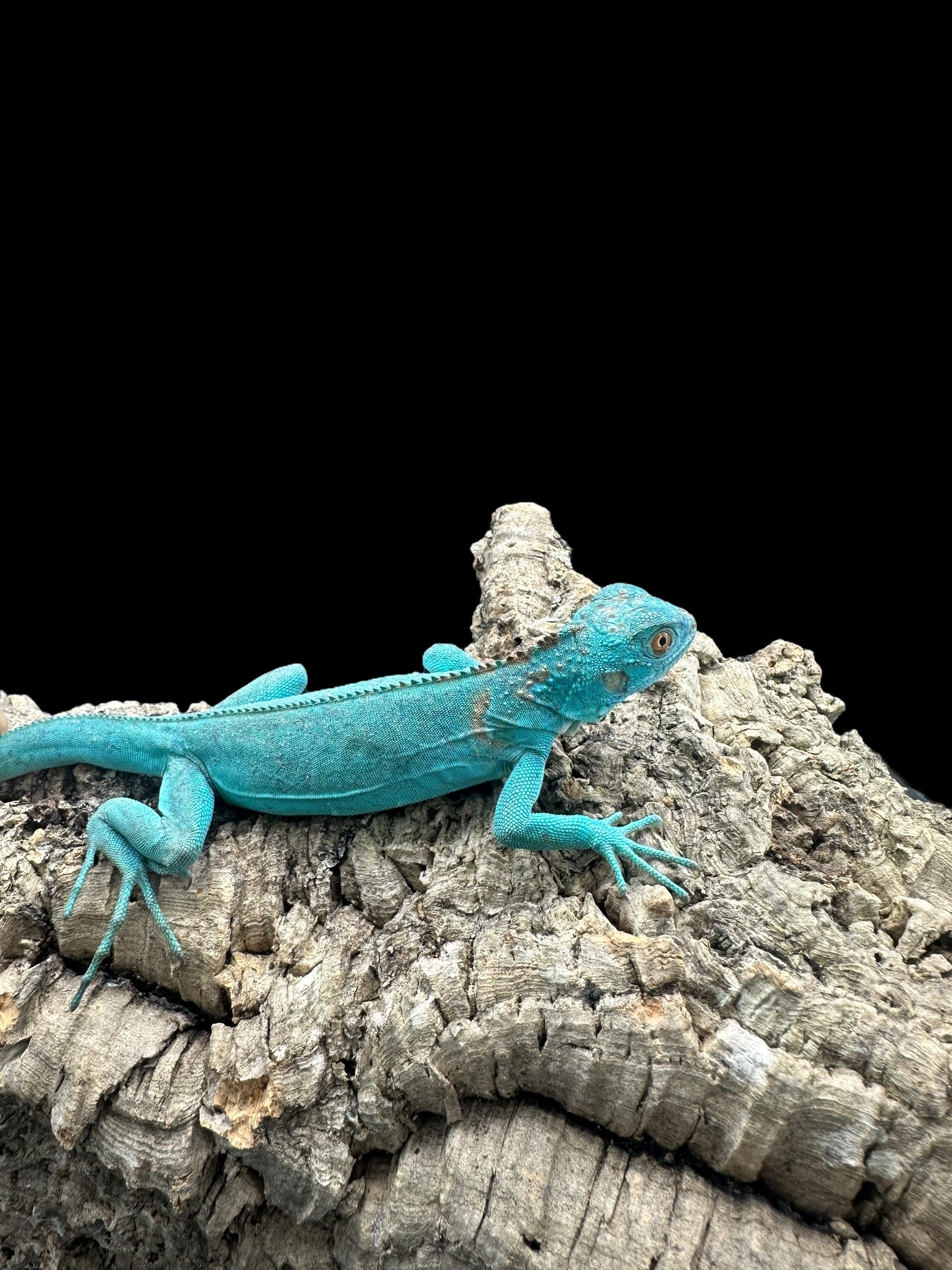 Iguane (bleu)
