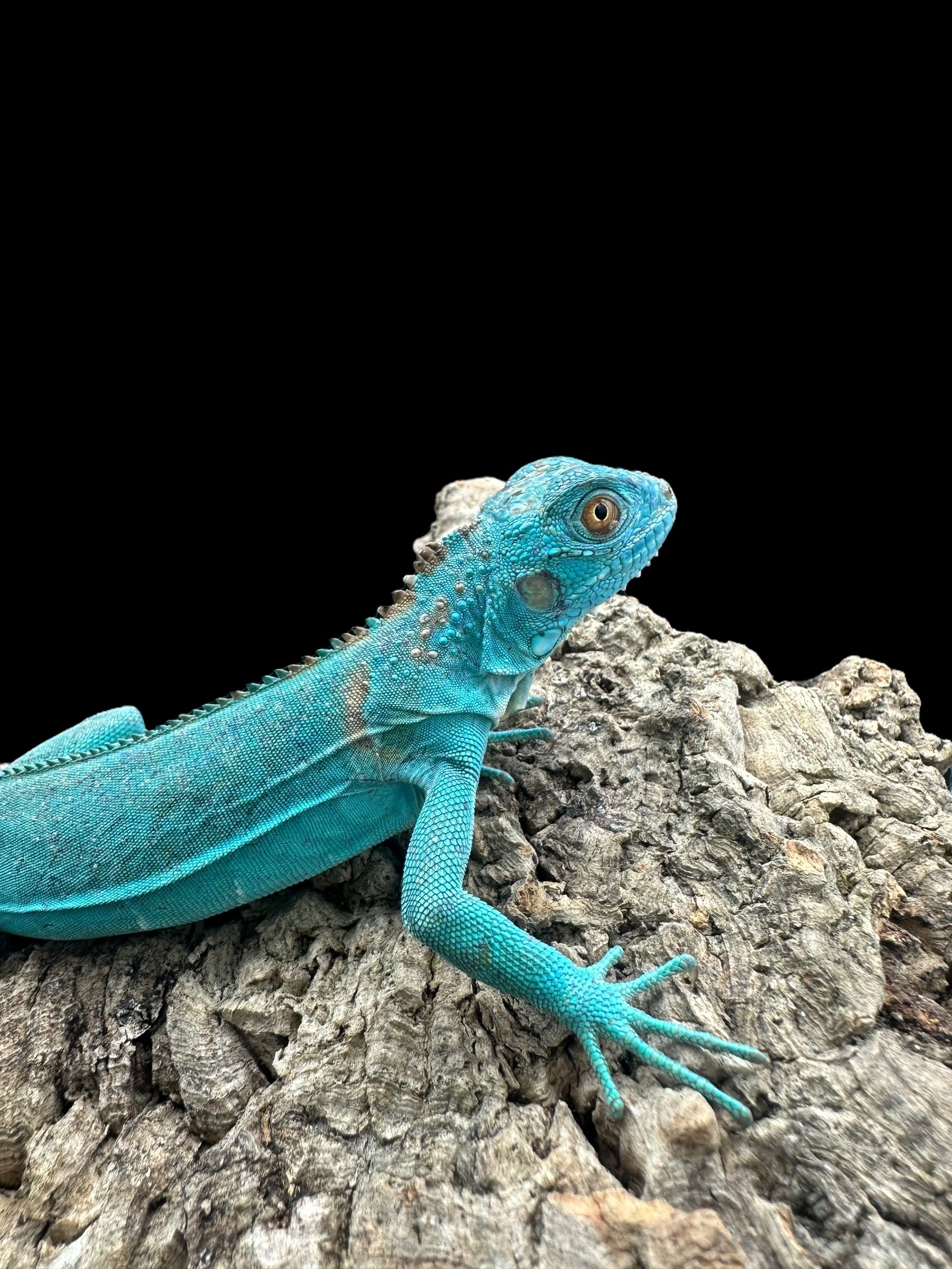 Iguane (bleu)