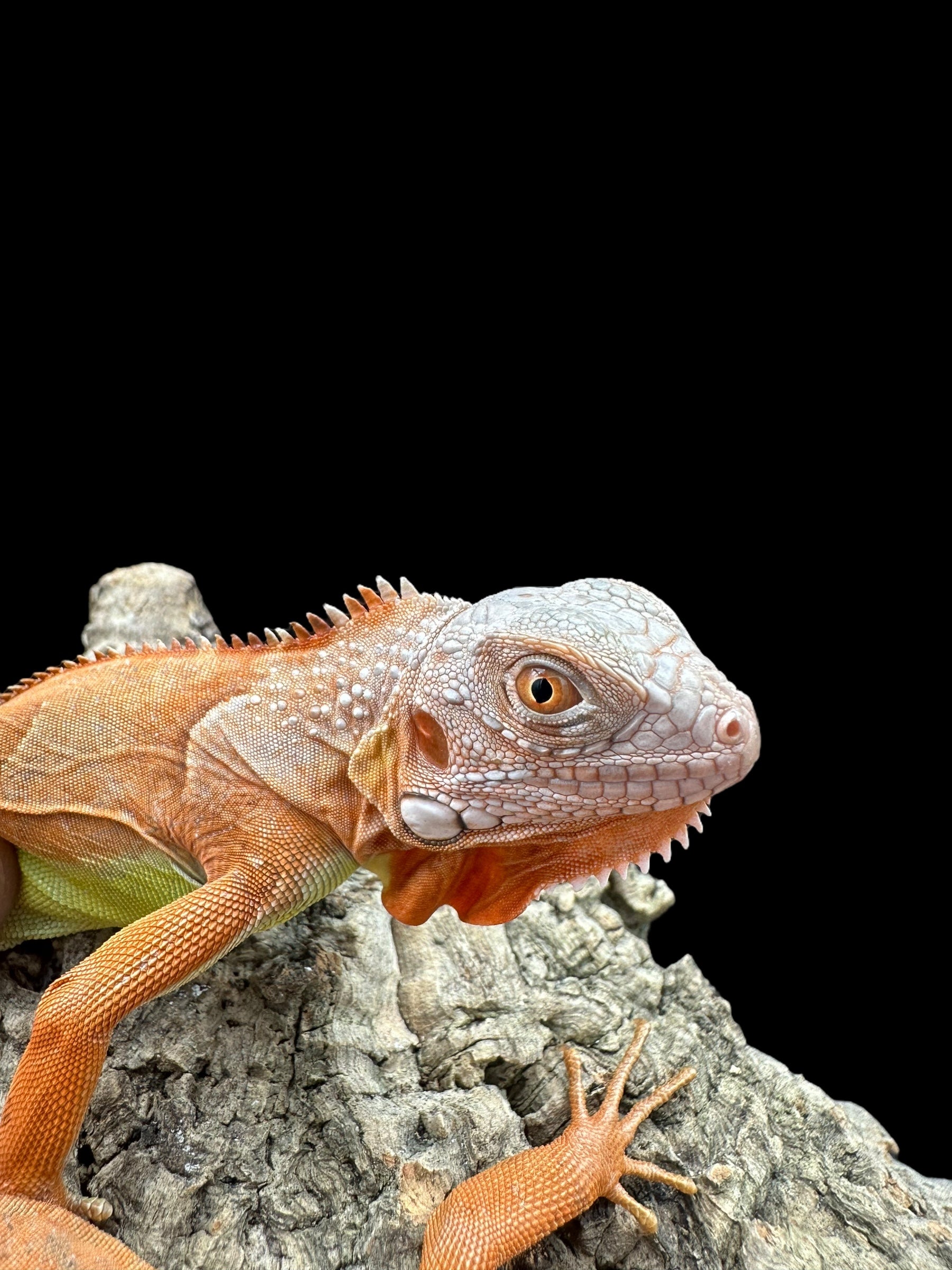 Iguane (Orange Zero)