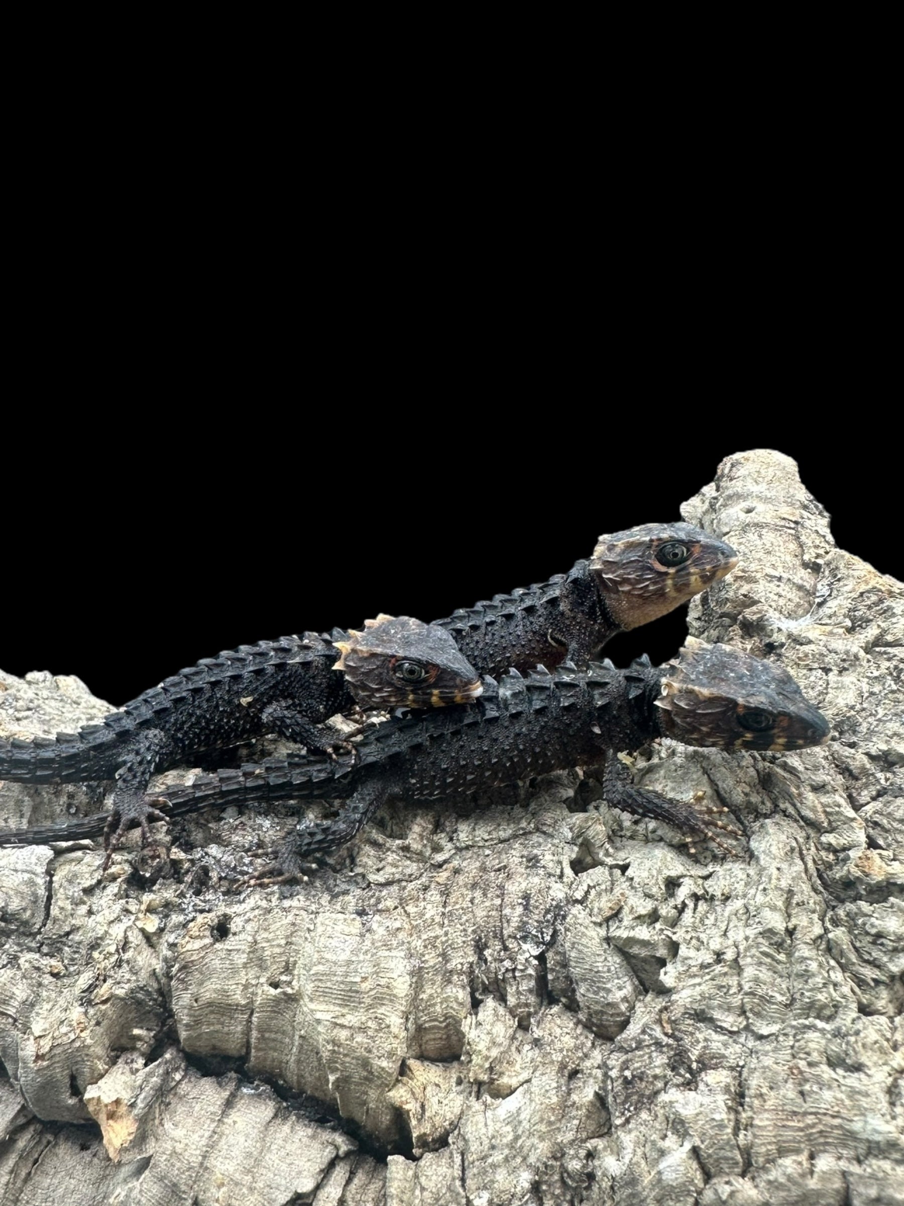 Red Eye Crocodile Skink (Tribolonotus gracilis)
