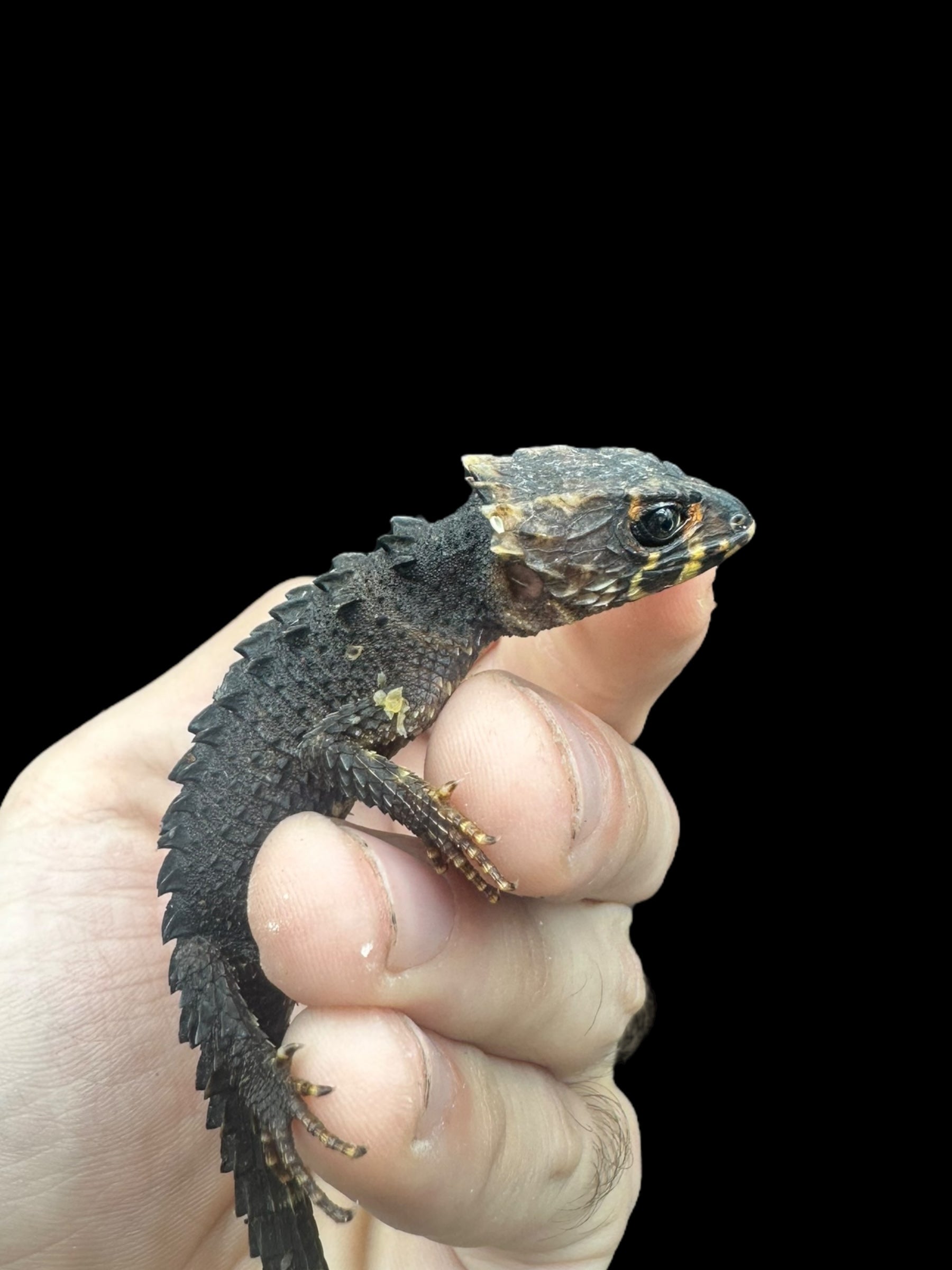 Red Eye Crocodile Skink (Tribolonotus gracilis)