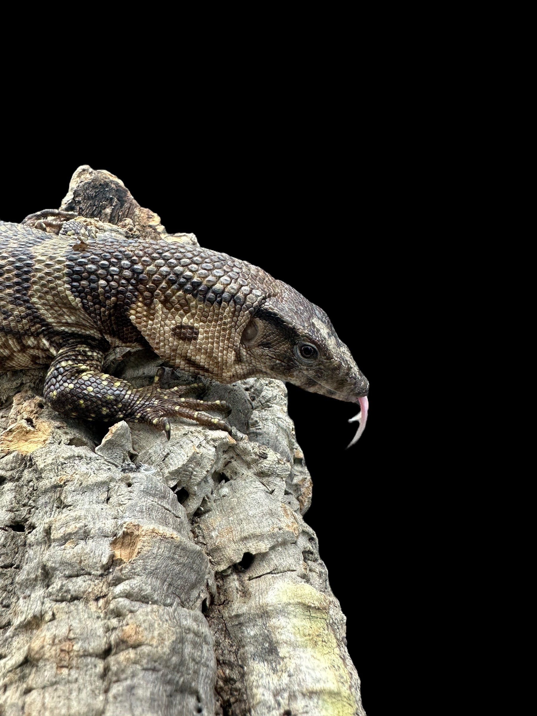 Varan de Dumeril (Varanus dumerilii)