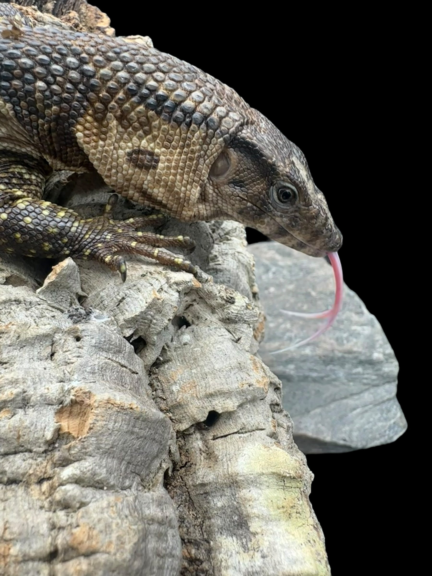 Varan de Dumeril (Varanus dumerilii)