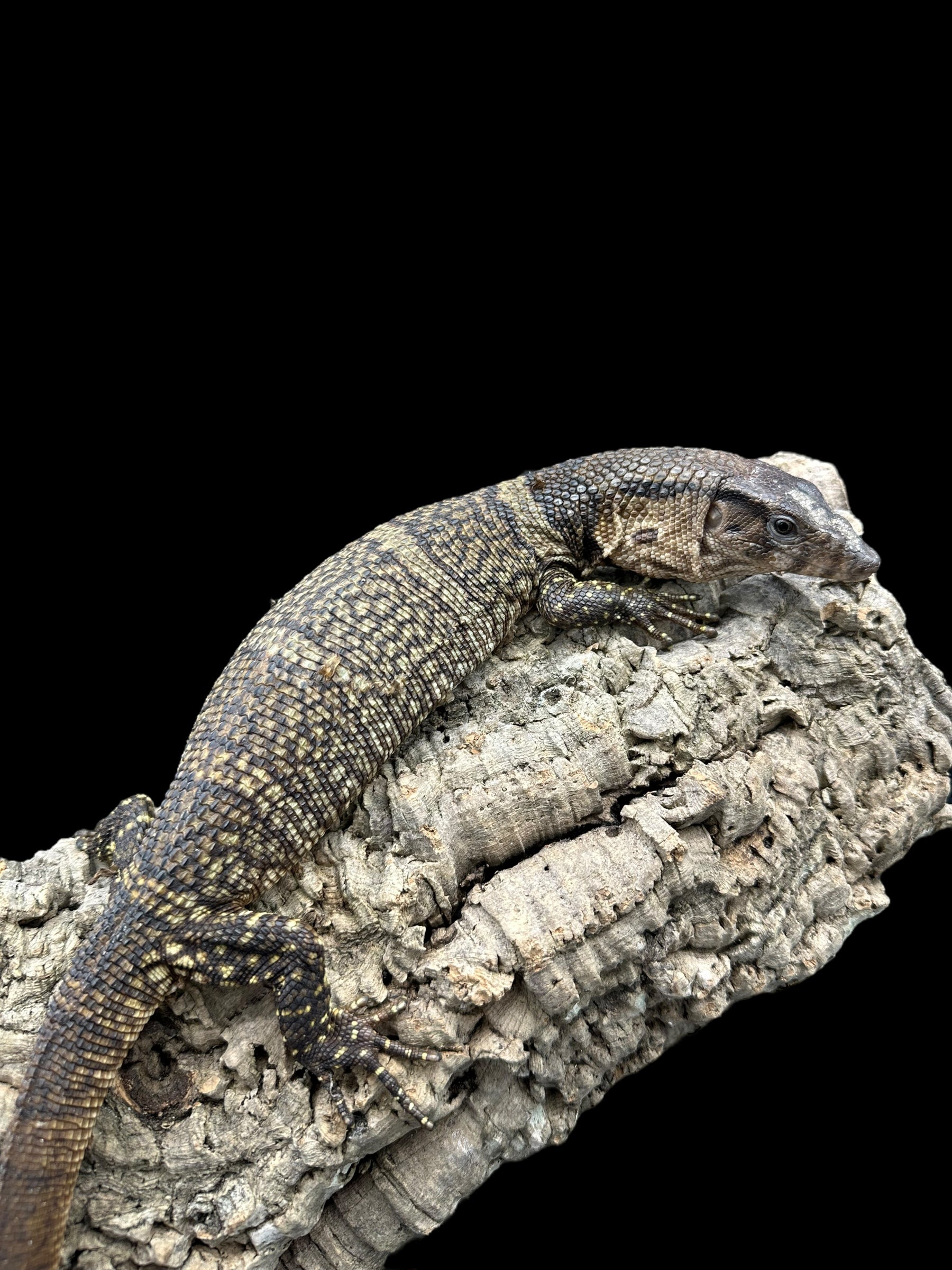 Dumeril's Monitor (Varanus dumerilii)