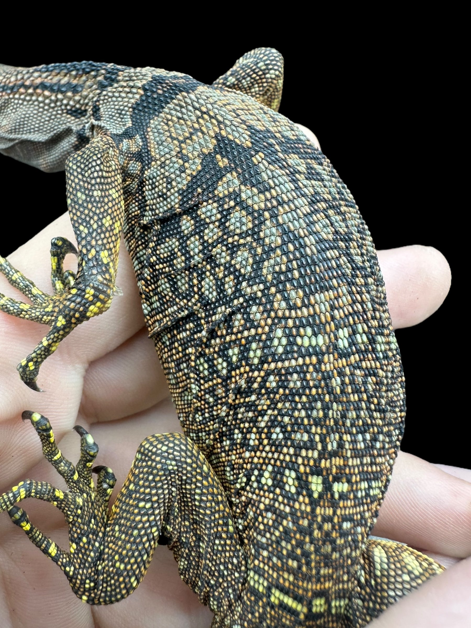 Black Roughneck Monitor (Varanus rudicollis)