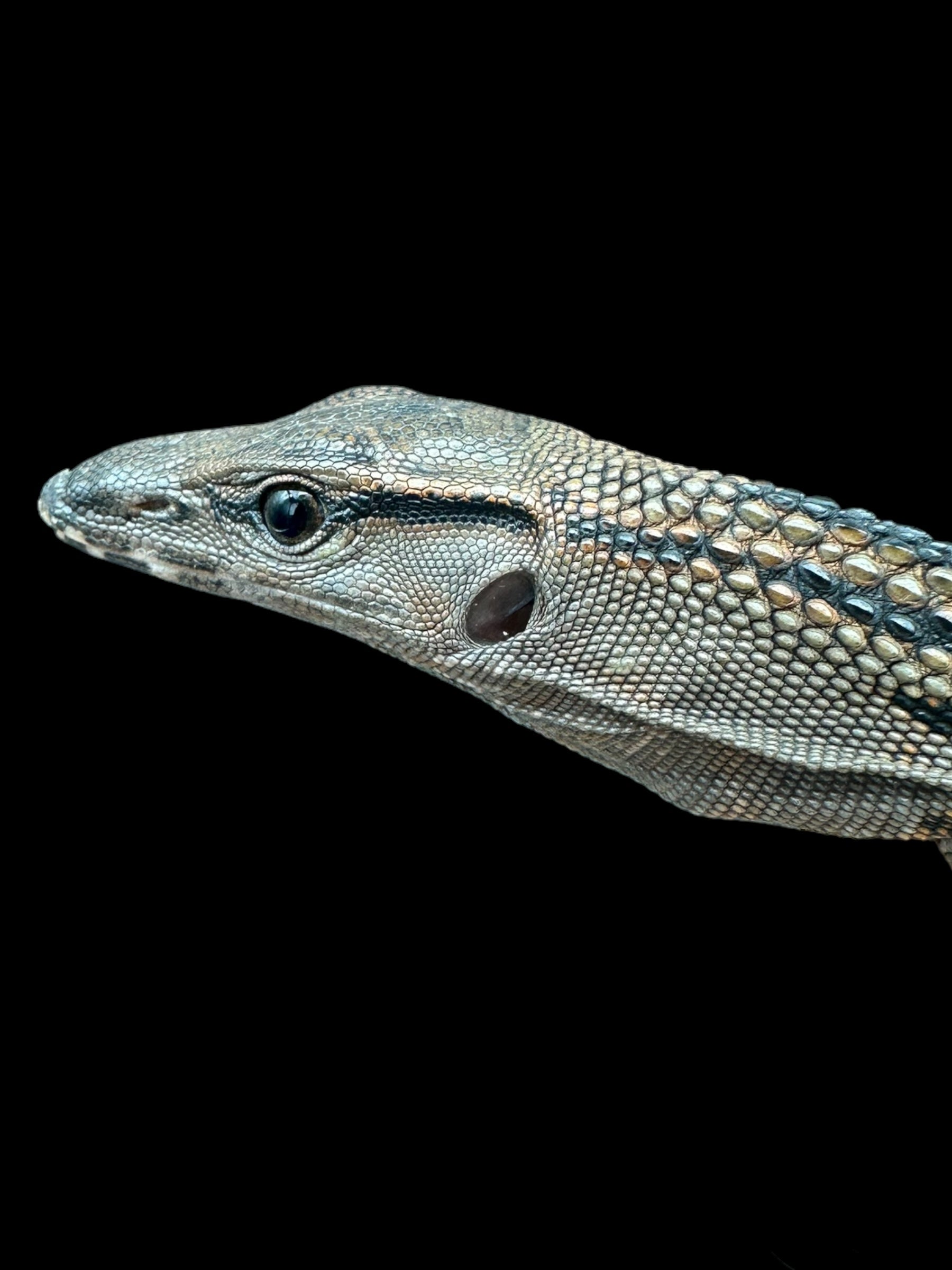 Varan à cou rudé noir (Varanus rudicollis)
