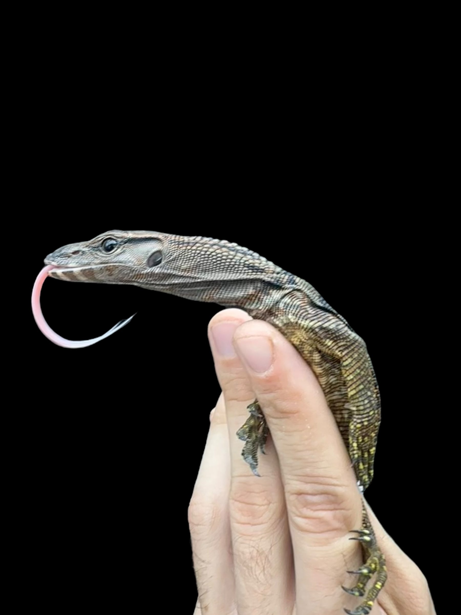 Varan à cou rudé noir (Varanus rudicollis)