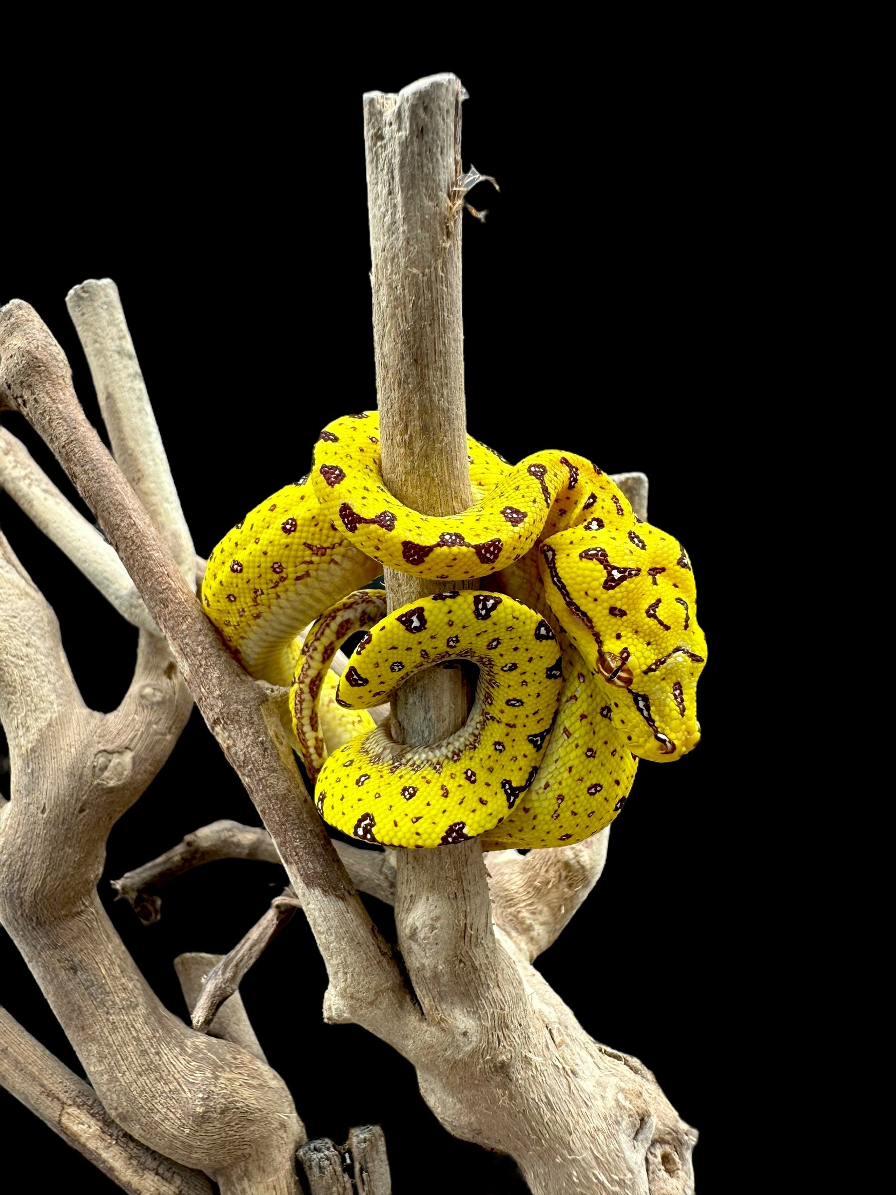 Python vert arboricole (Biak) - SM