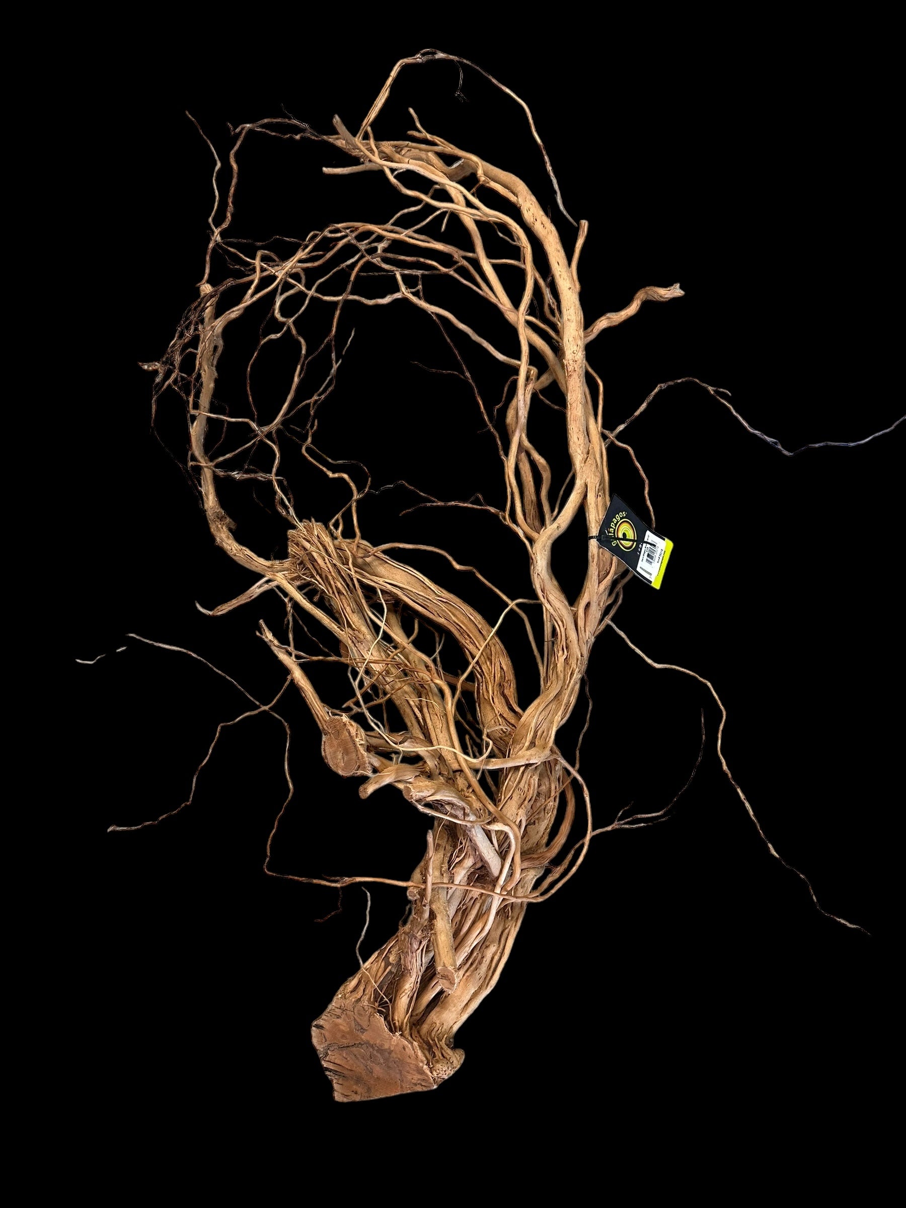 Bois de dragon des Galapagos (environ 76 à 150 cm)