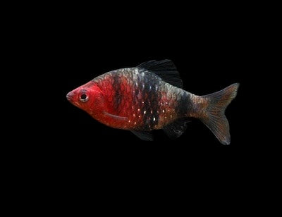 Barbus rubis noir