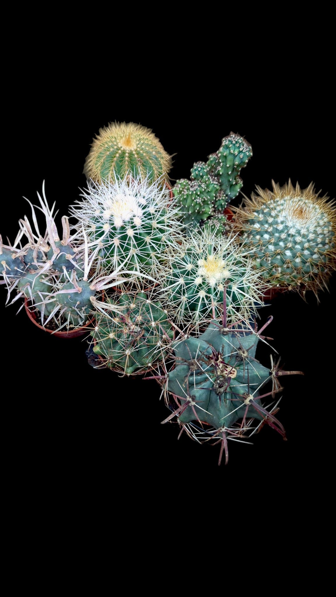 Assortiment de cactus