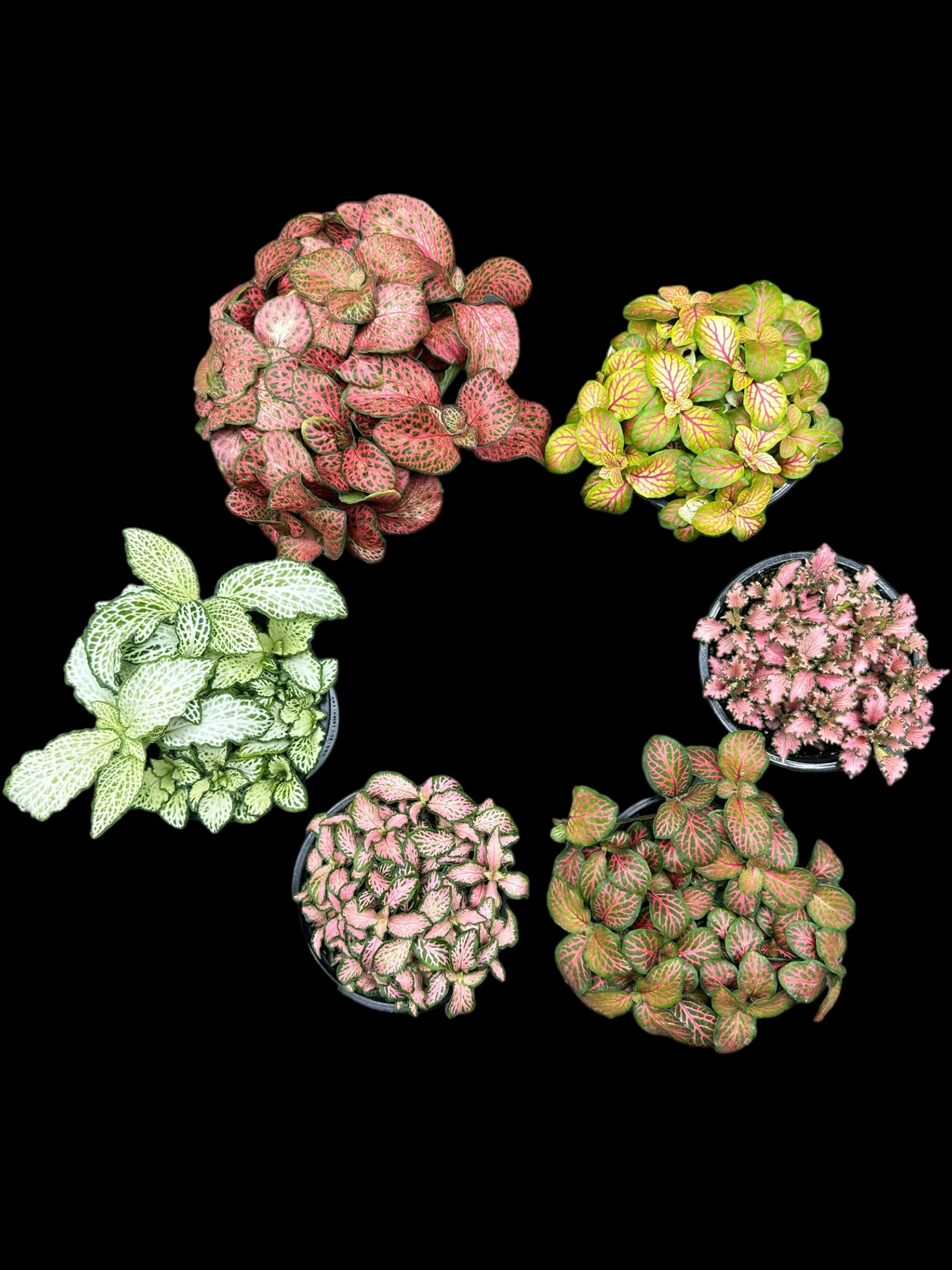 Live Terrarium Plants