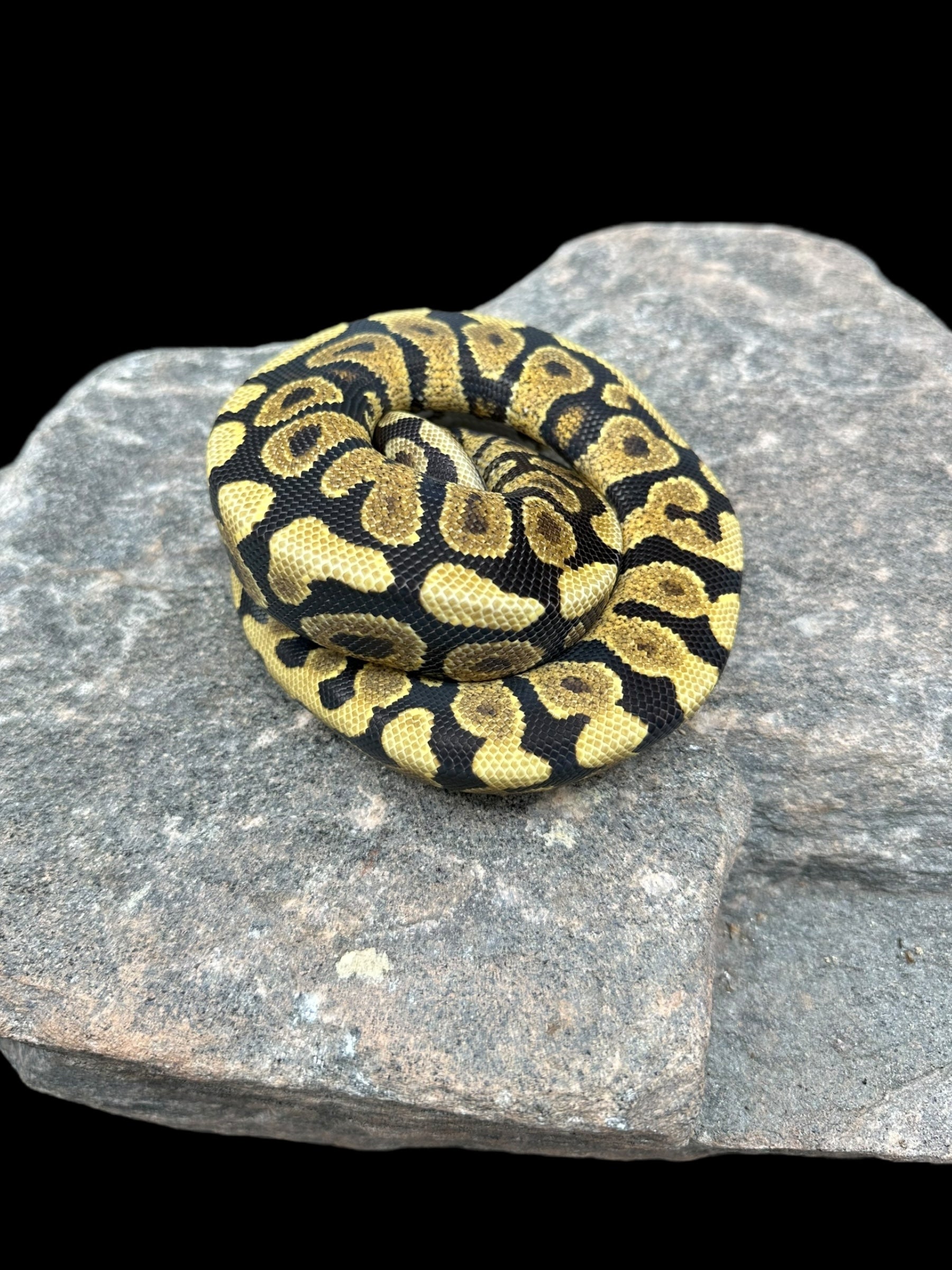 Python royal (Spotnose Yellowbelly Het Clown)