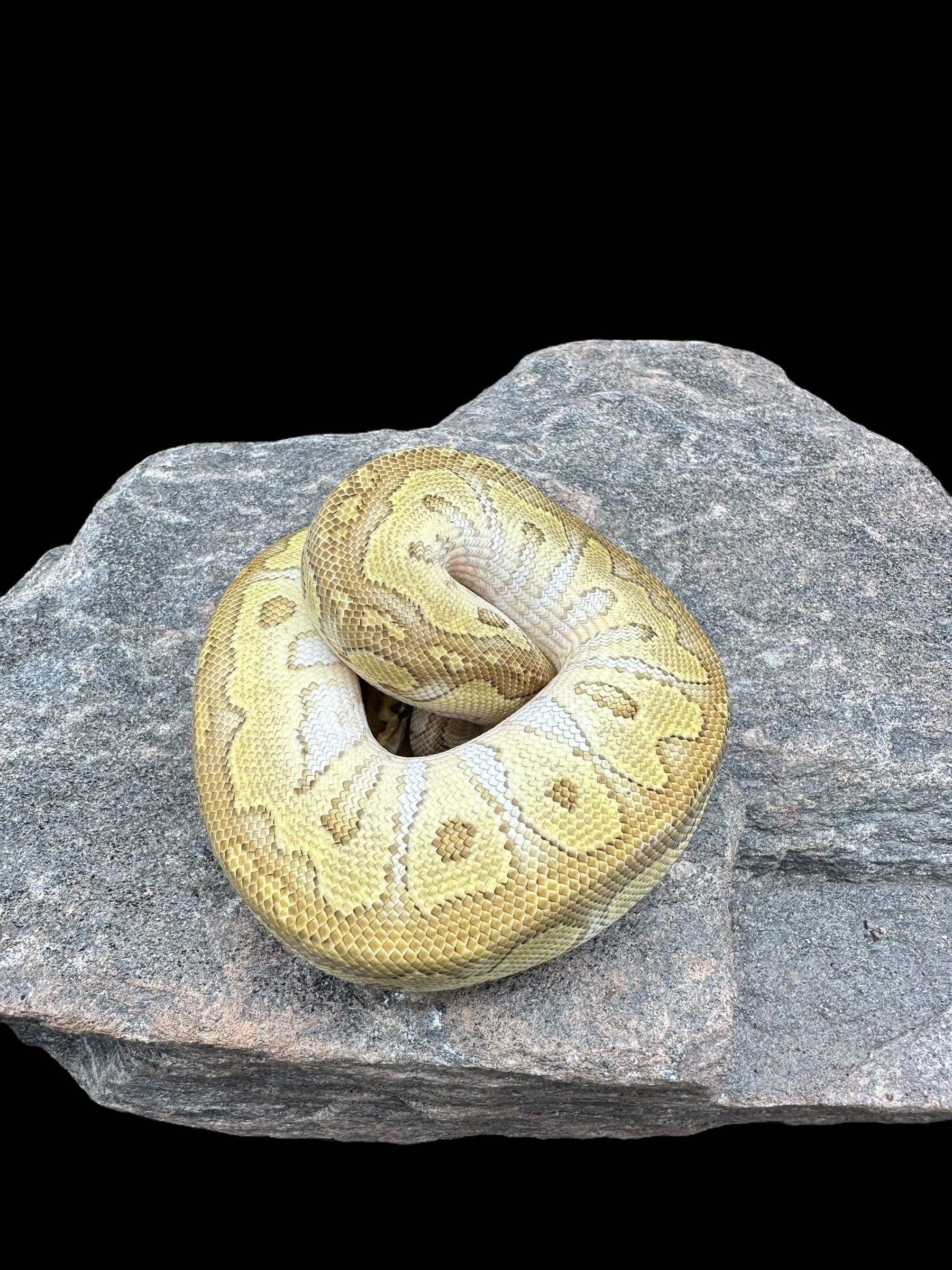 Python royal (petit clown)