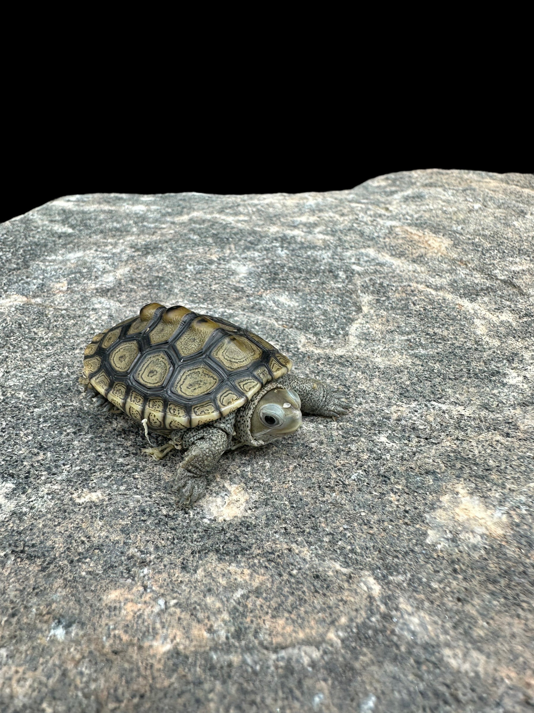 Ornate x Diamondback Terrapin Turtle