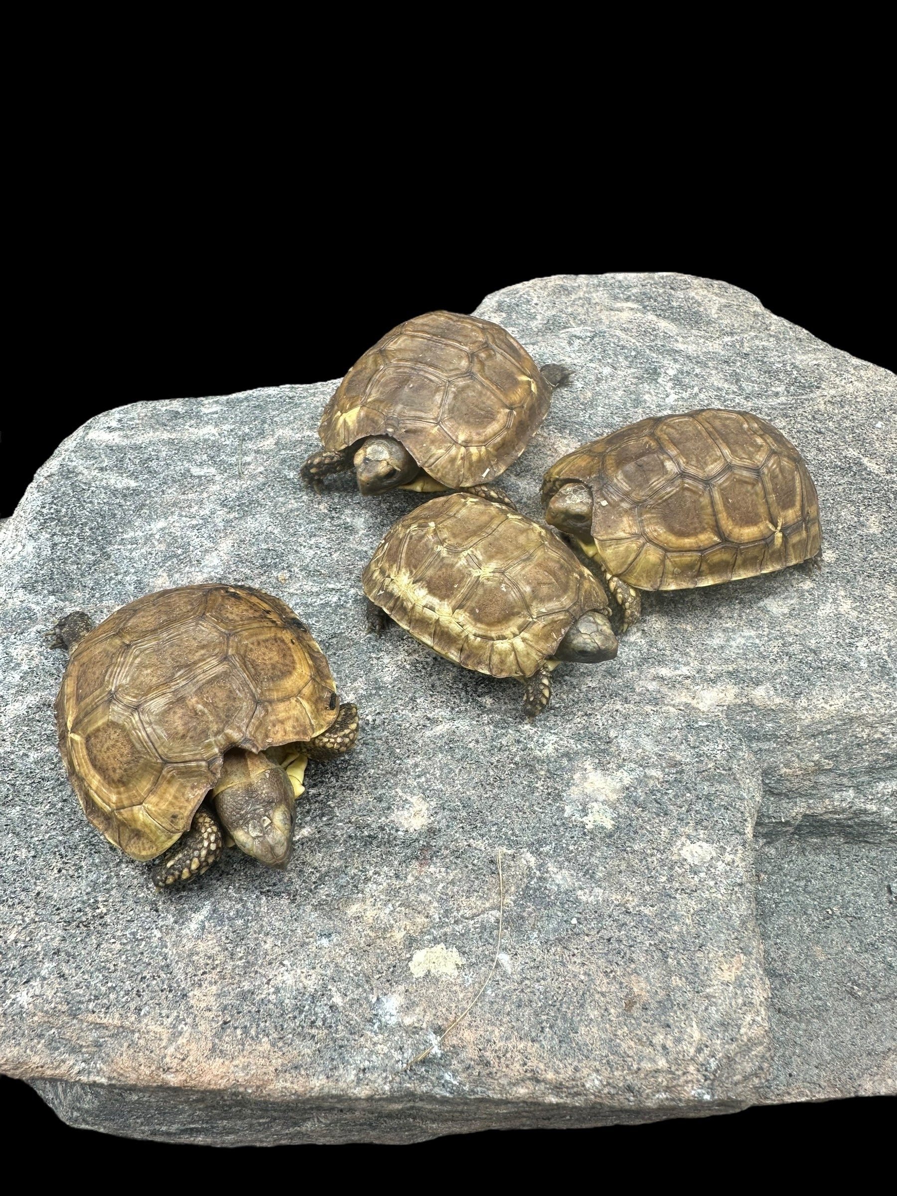 Western Hinge-back Tortoise (Kinixys nogueyi)