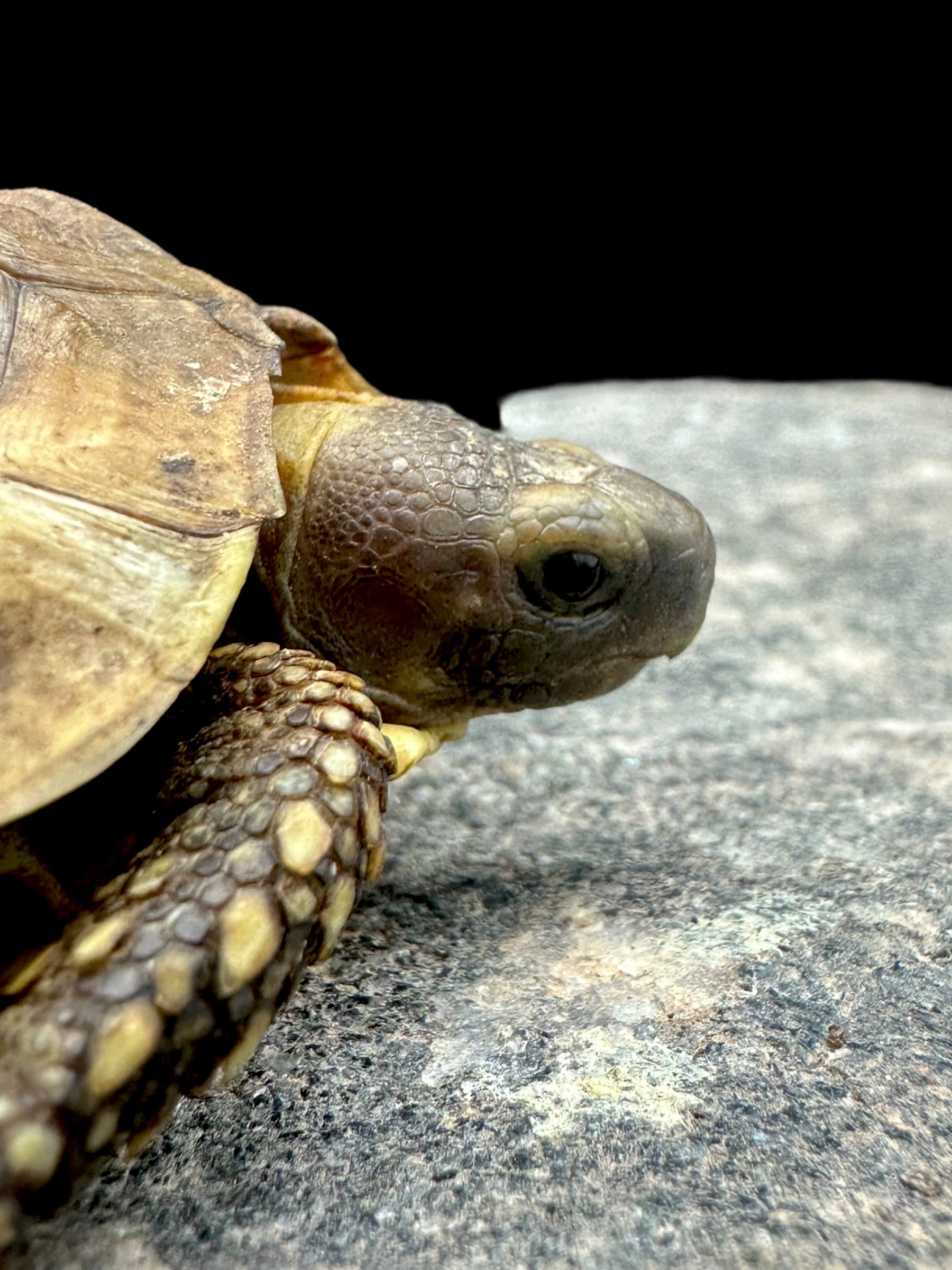 Western Hinge-back Tortoise (Kinixys nogueyi)