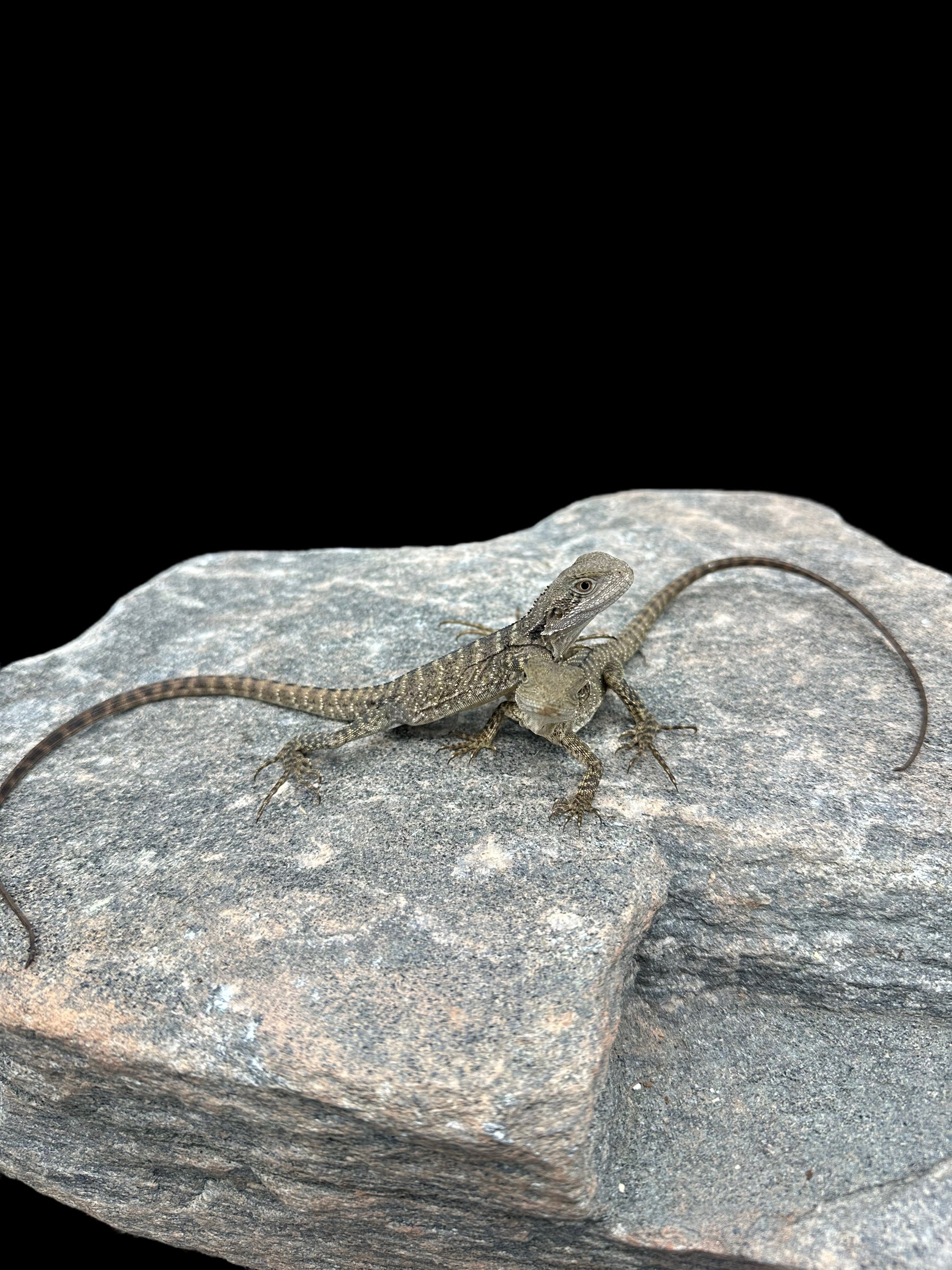 Dragon à collerette d'Australie