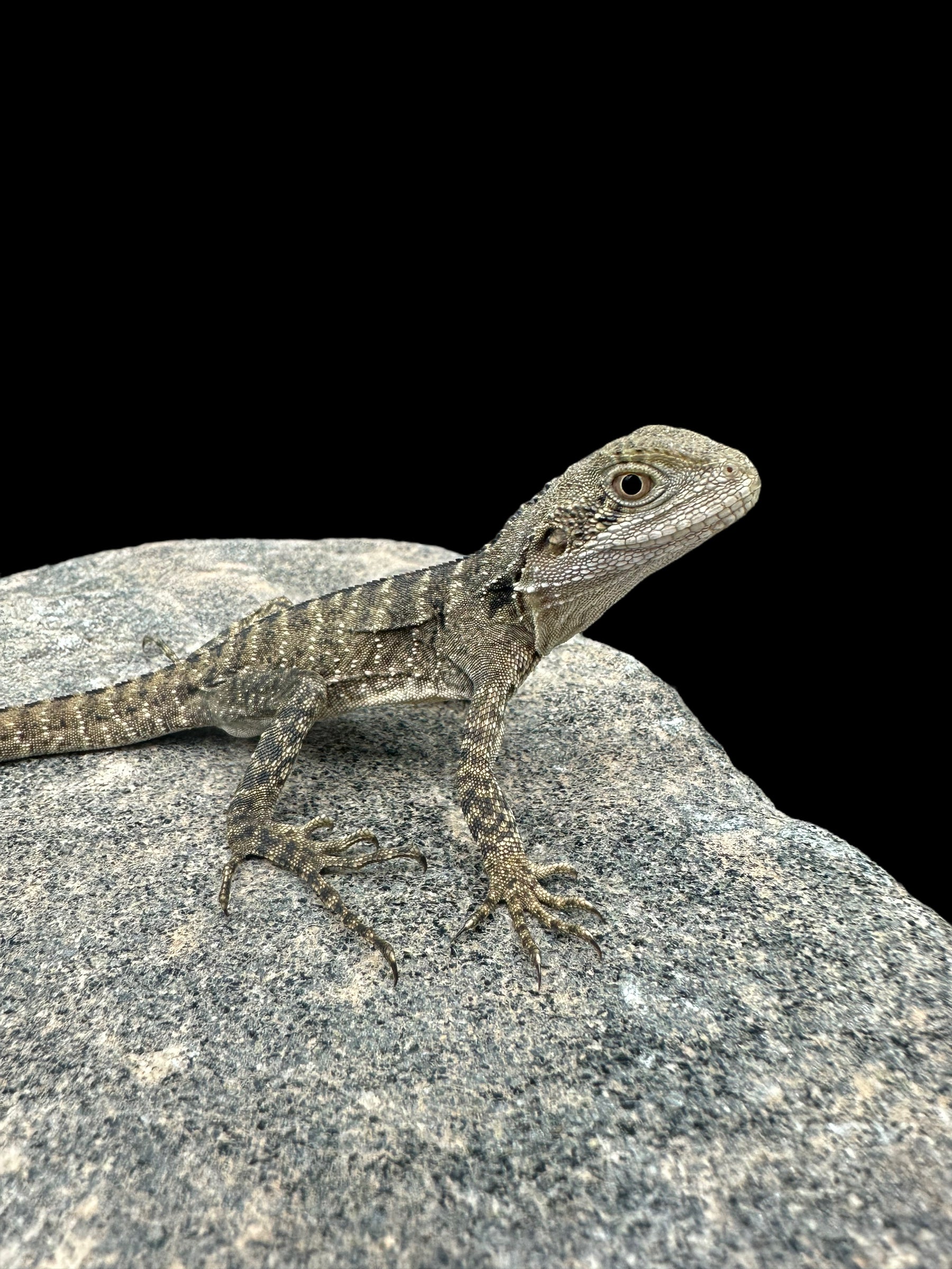Dragon à collerette d'Australie