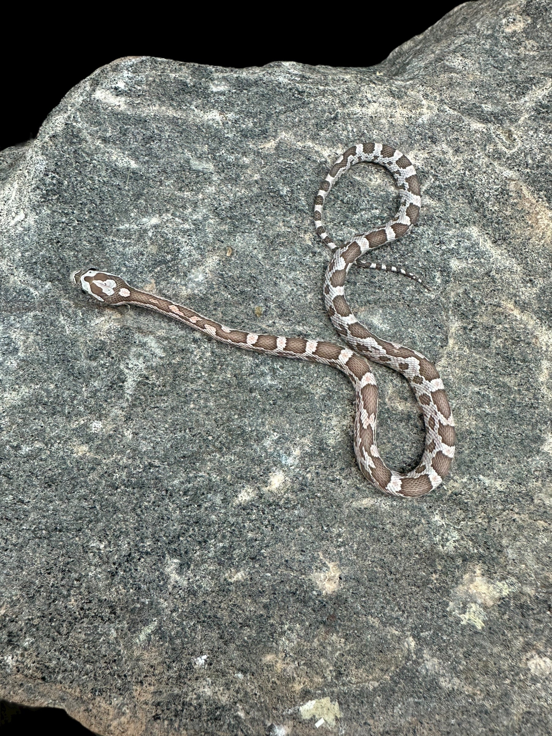 Serpent des blés (fantôme corail aztèque)