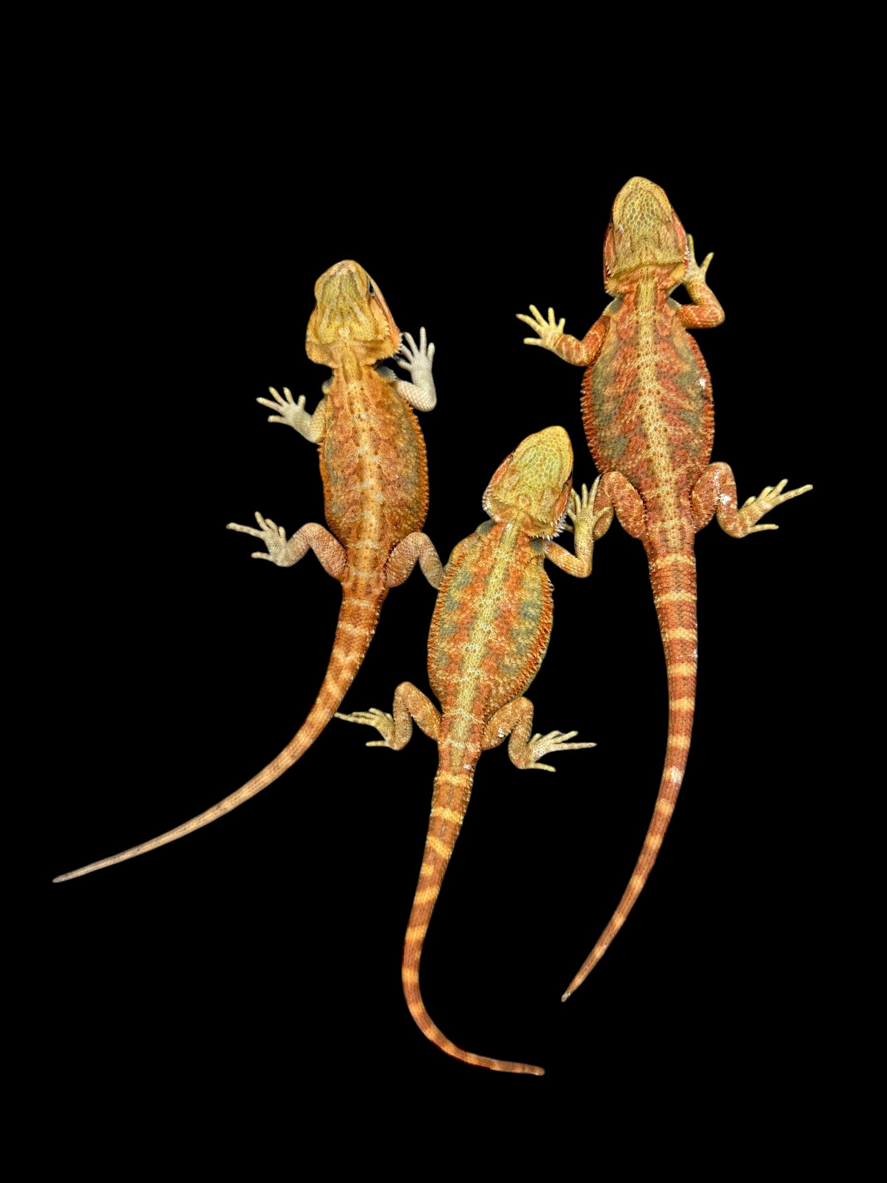Bearded Dragon (Translucent High Colour Hypo)