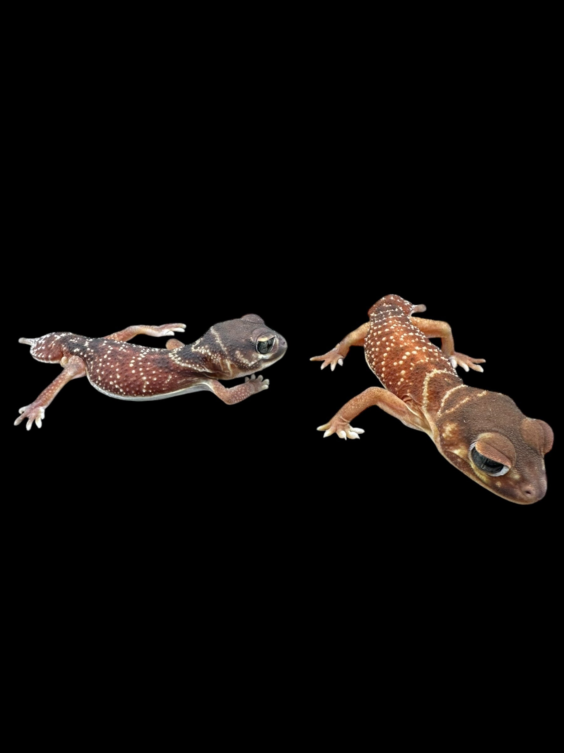 Gecko à queue boutonnée à trois lignes (Nephrurus levis levis)
