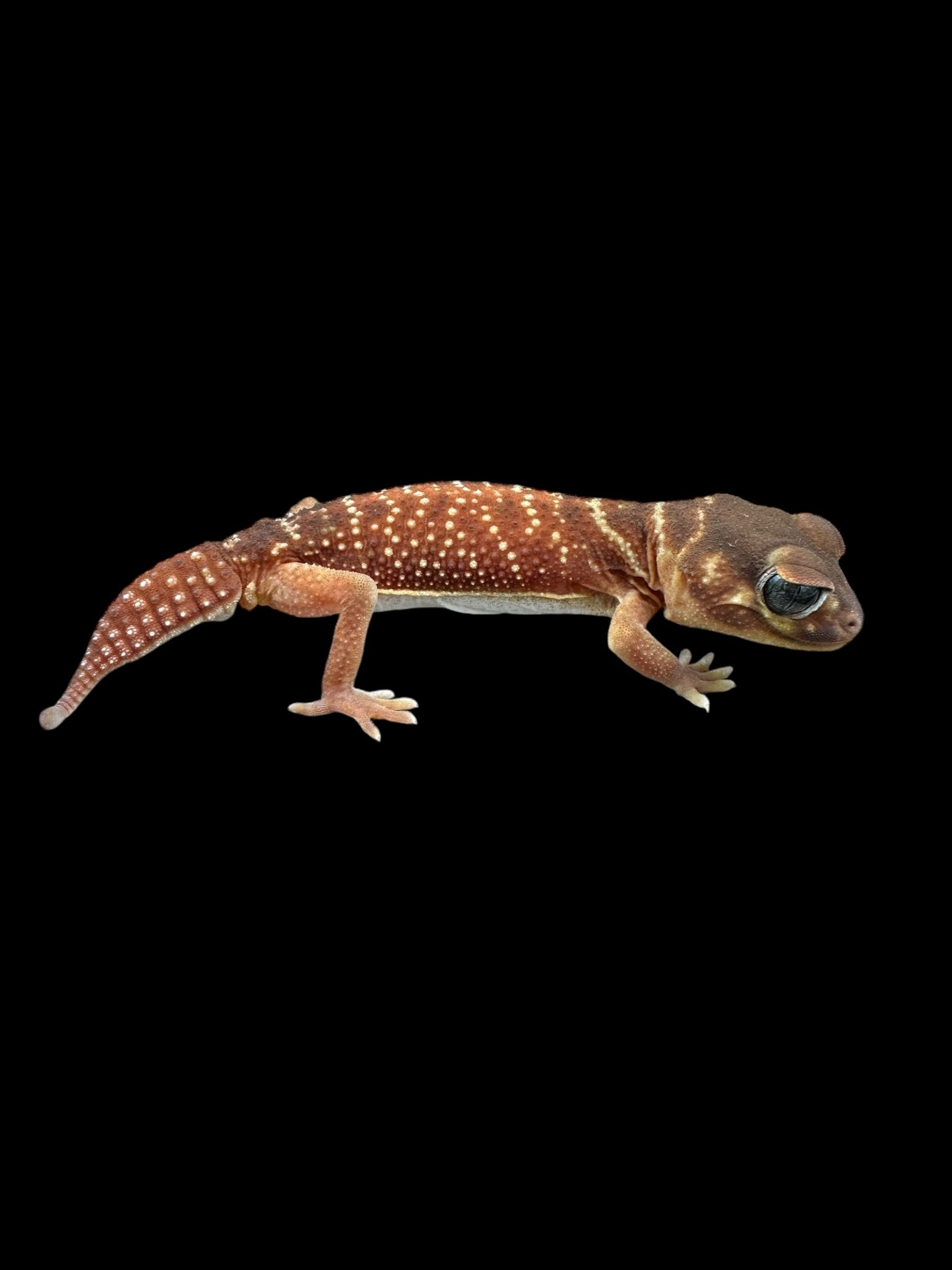 Gecko à queue boutonnée à trois lignes (Nephrurus levis levis)