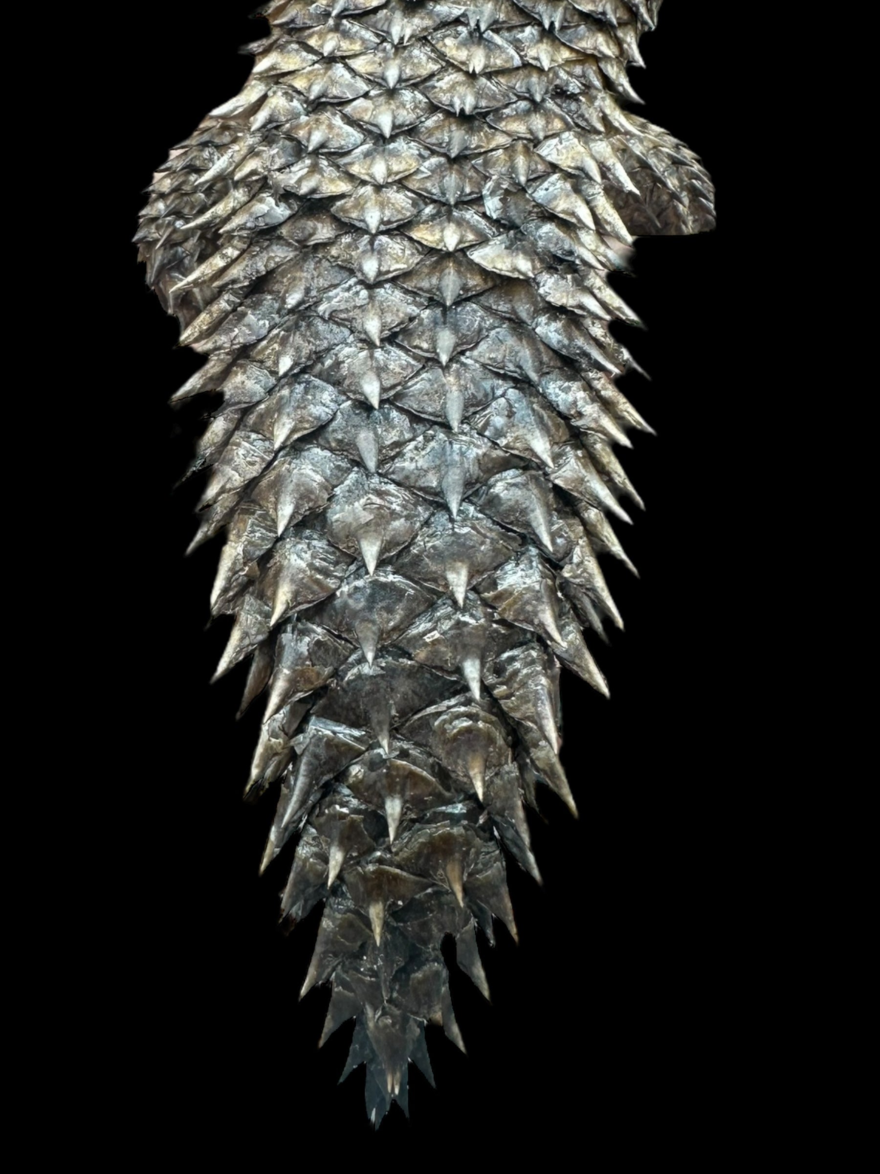 Scinque de Stokes (Egernia stokesii)