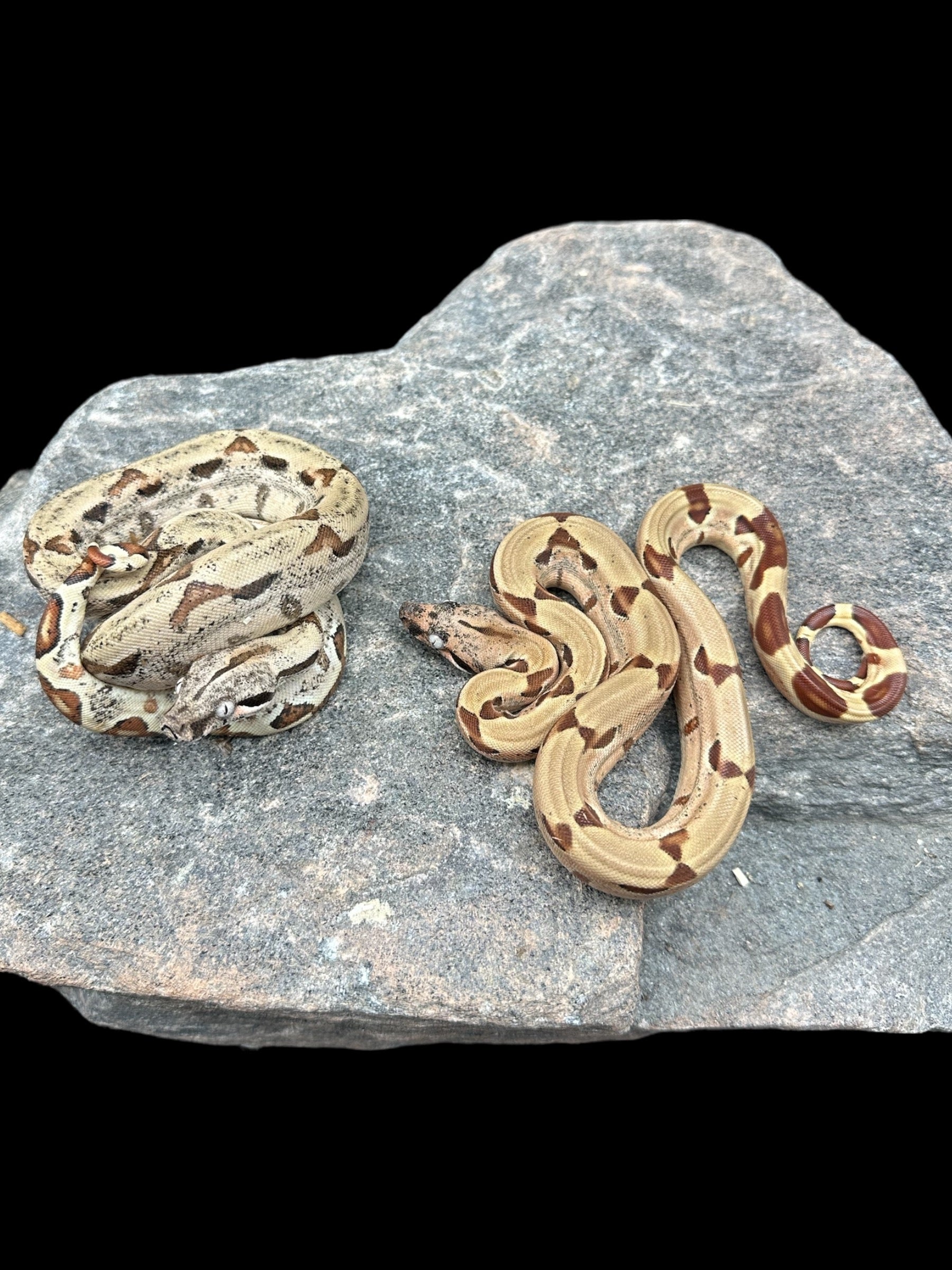 BCI (Hypo Het Albino)