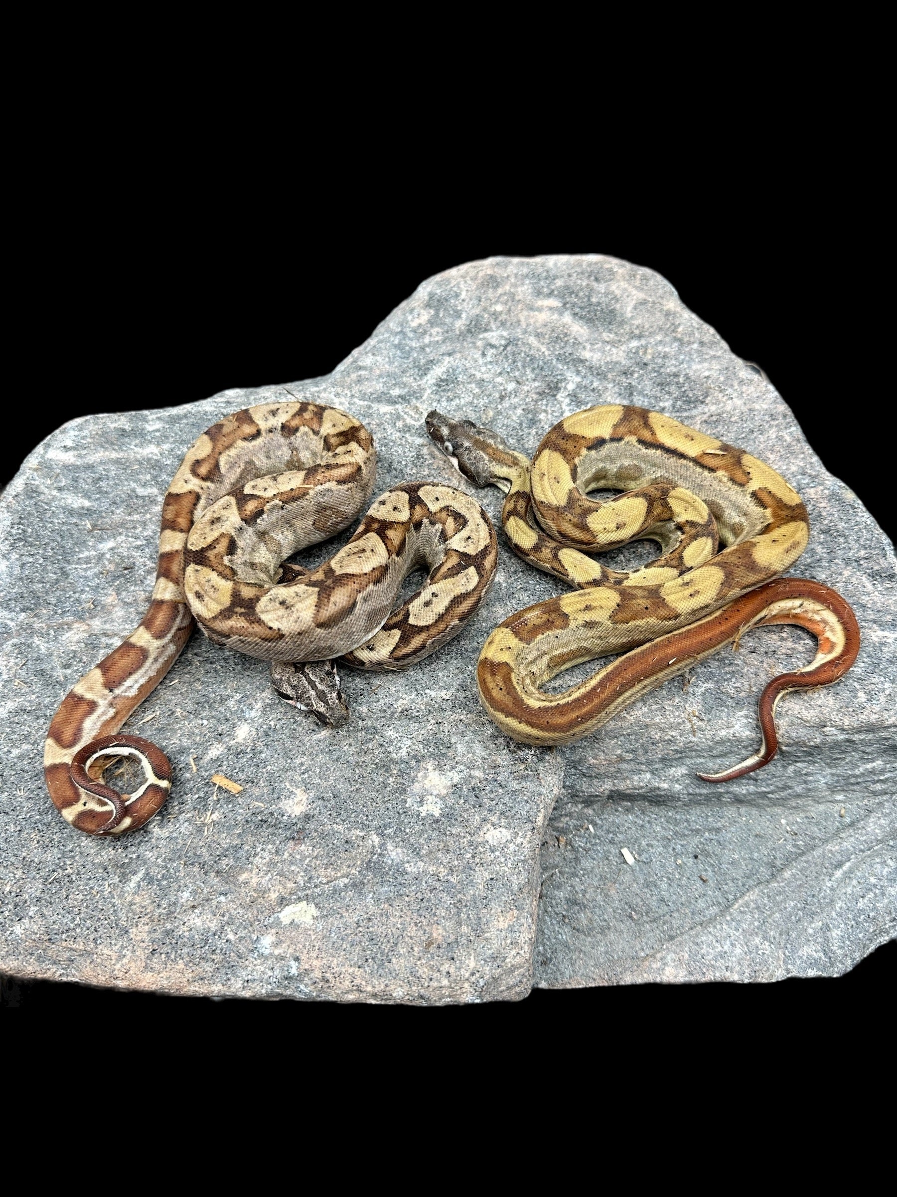 BCI (Hypo Motley Het Albino)