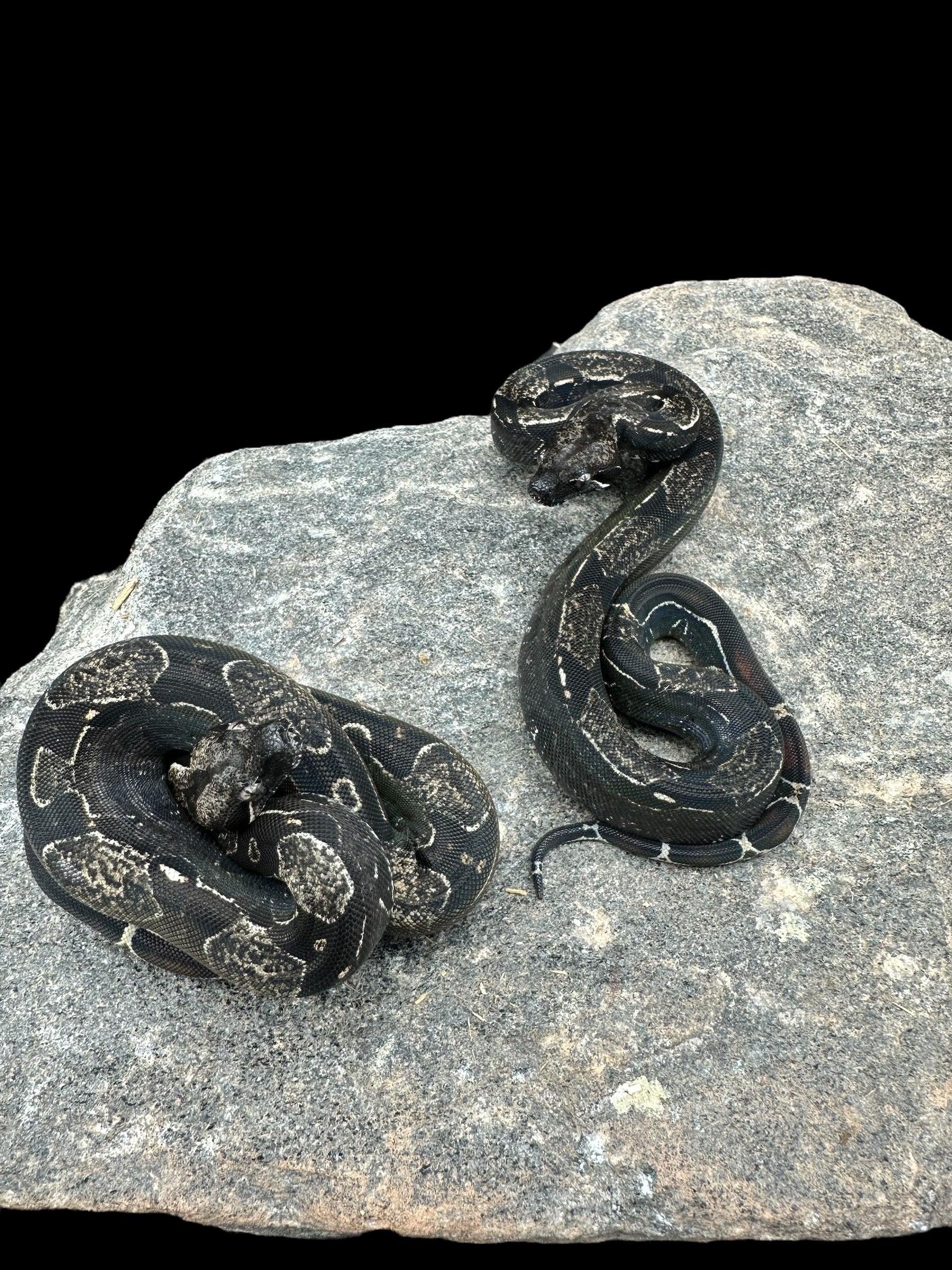 BCI (IMG Het Leopard Anery 50% Albinos)