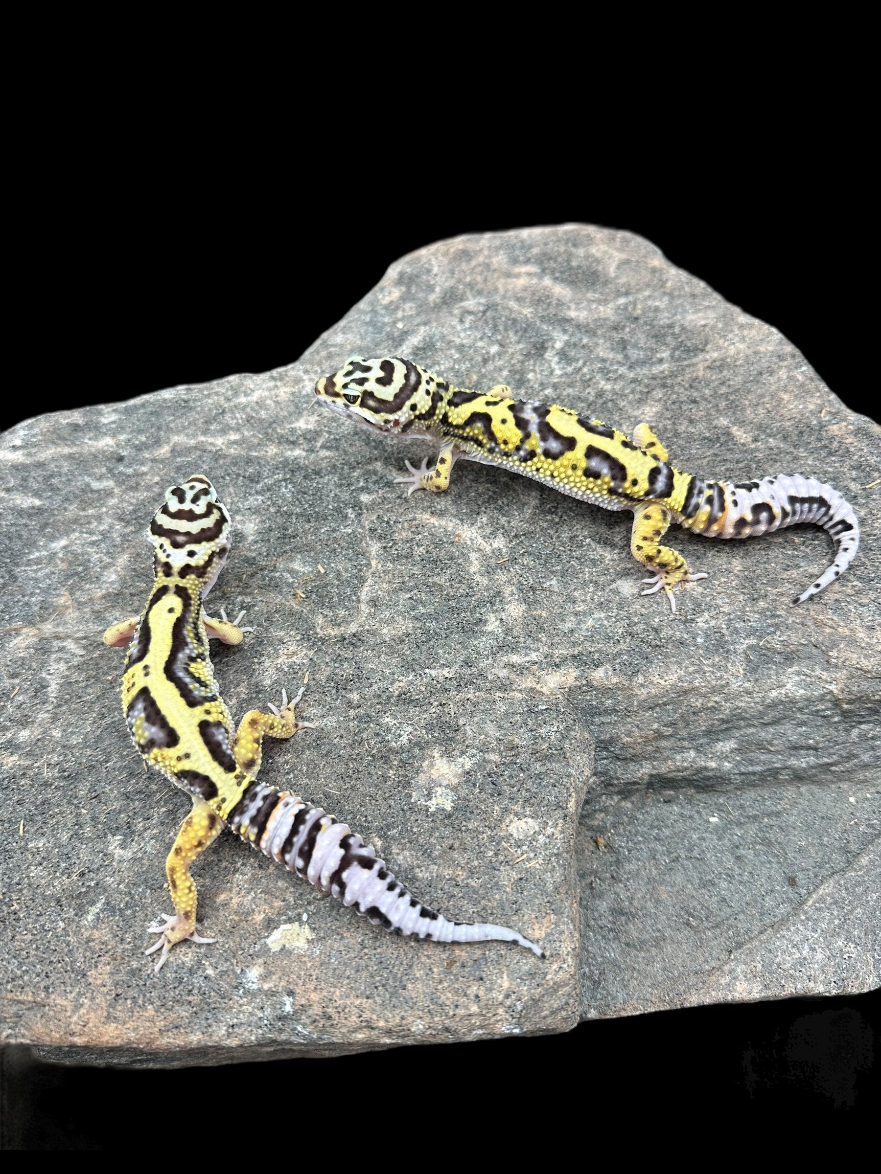 Leopard Gecko (Bold Stripe Jungle) - Main Image