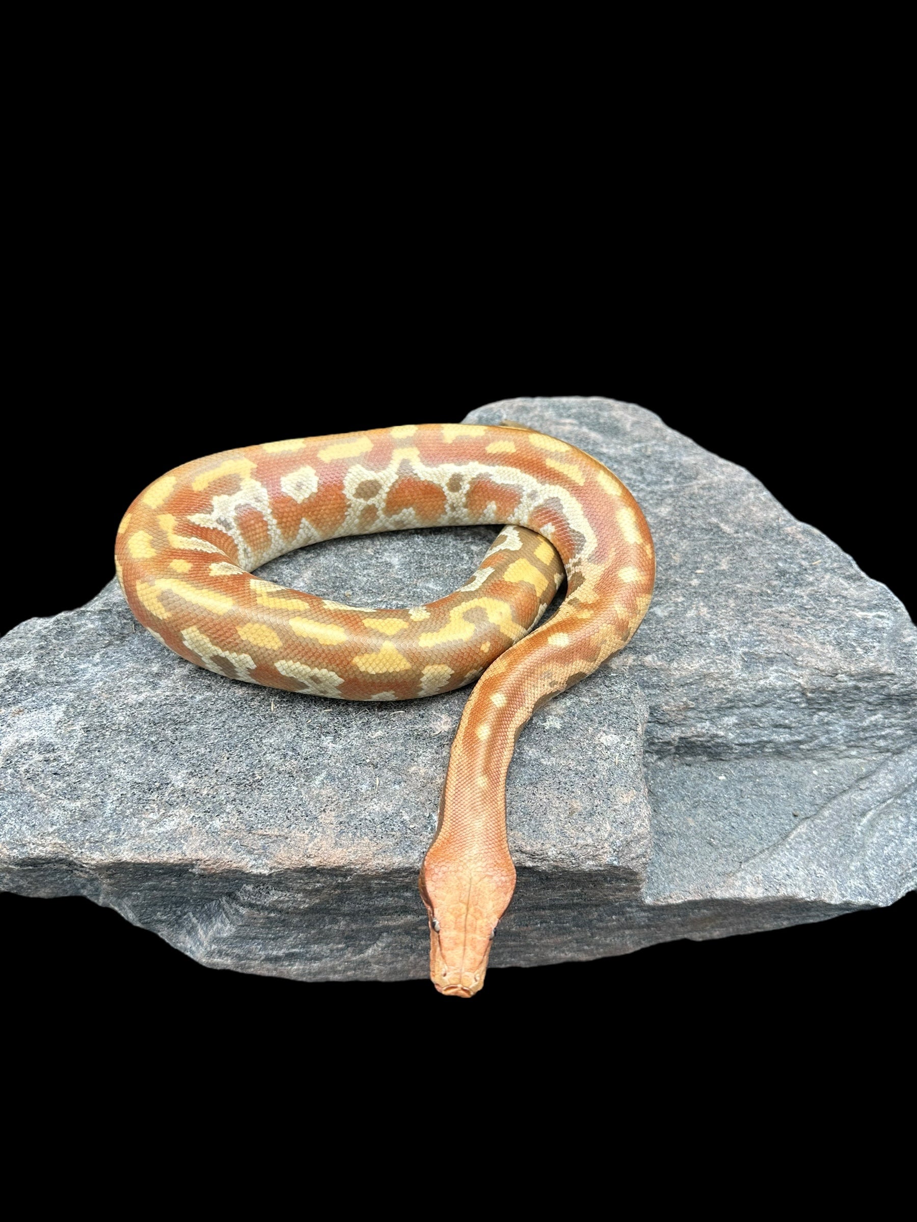 Python sanguin (T+ Albinos)