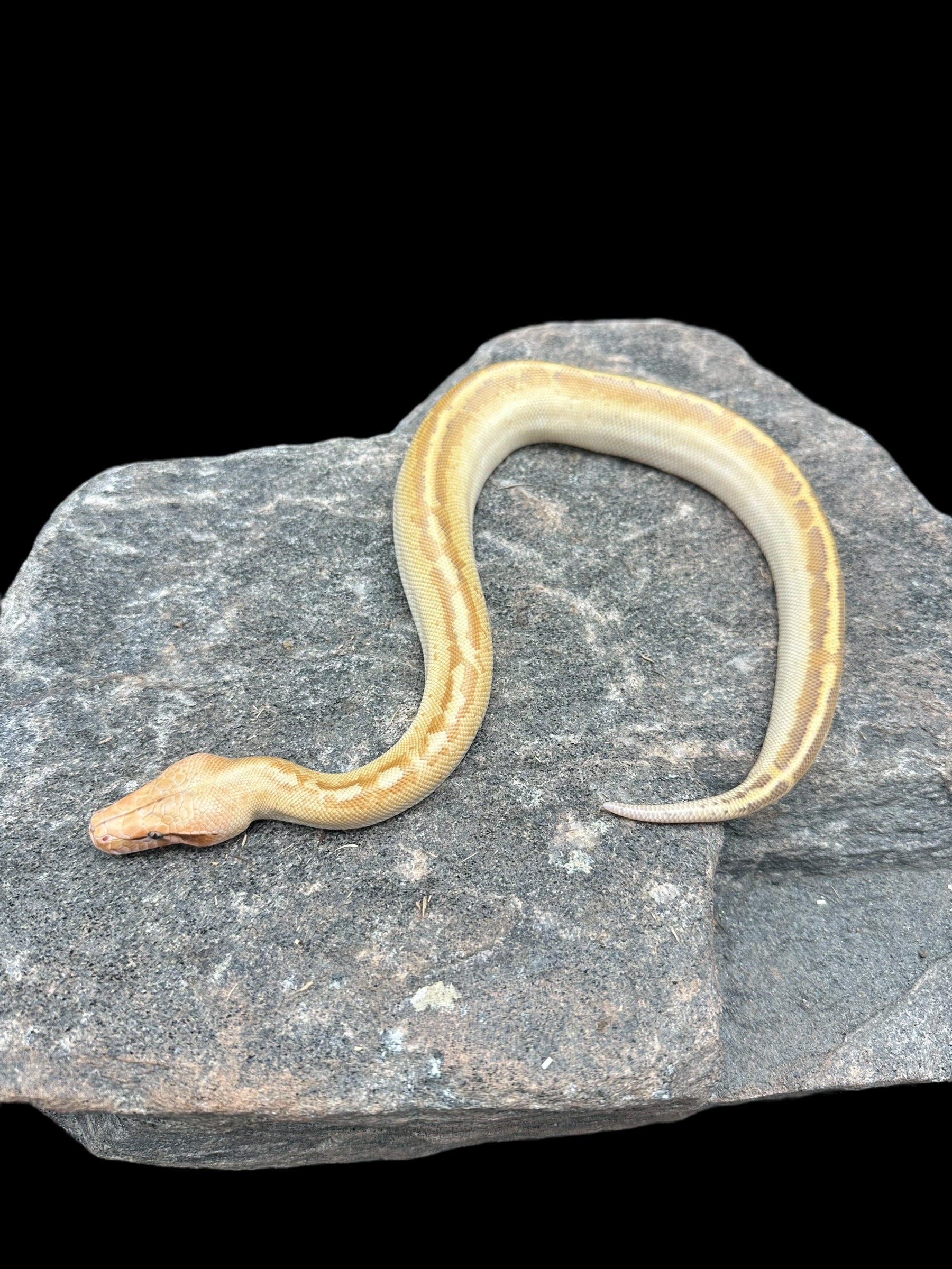 Python sanguin (T+ Ivoire albinos)