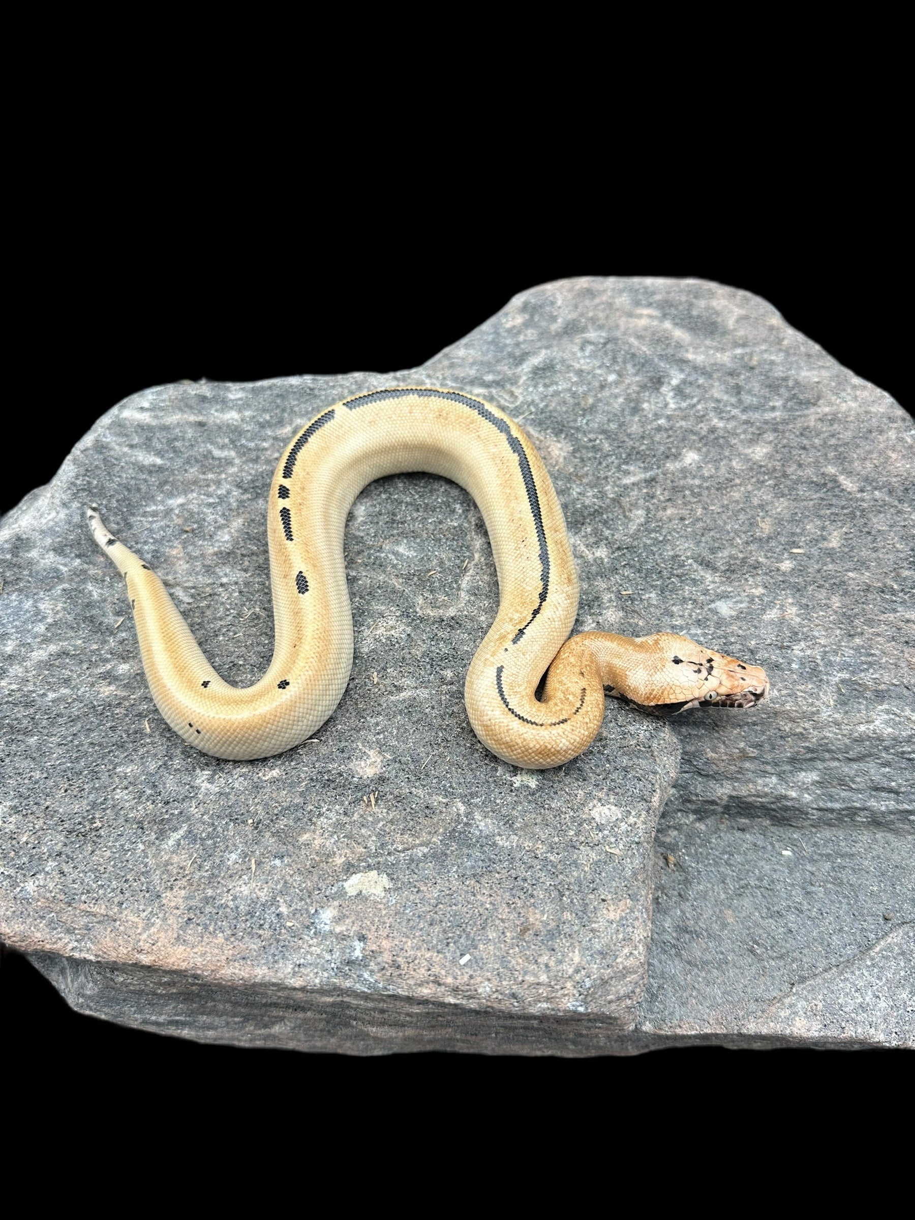 Python de sang (007 Het T+ Albino)