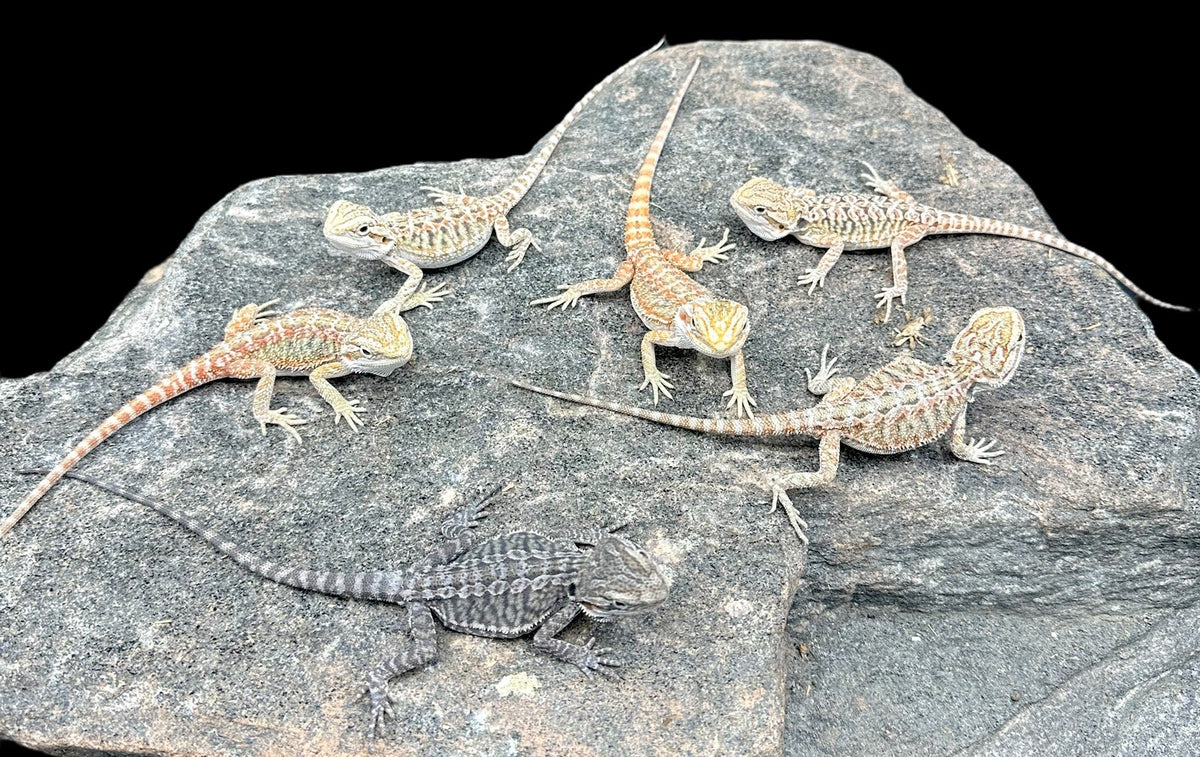 Dragon barbu (assortiment de qualité « Select »)