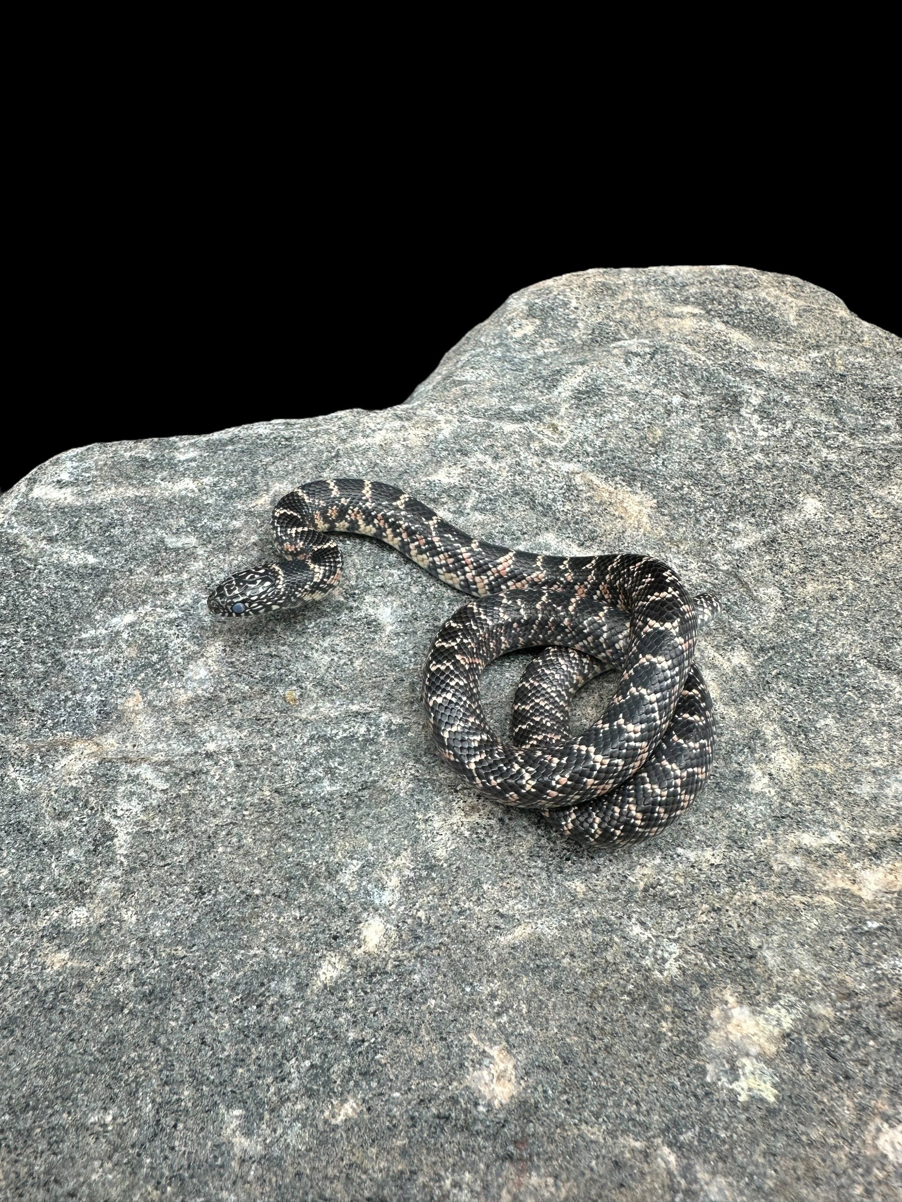 Couleuvre royale de Floride (normale)