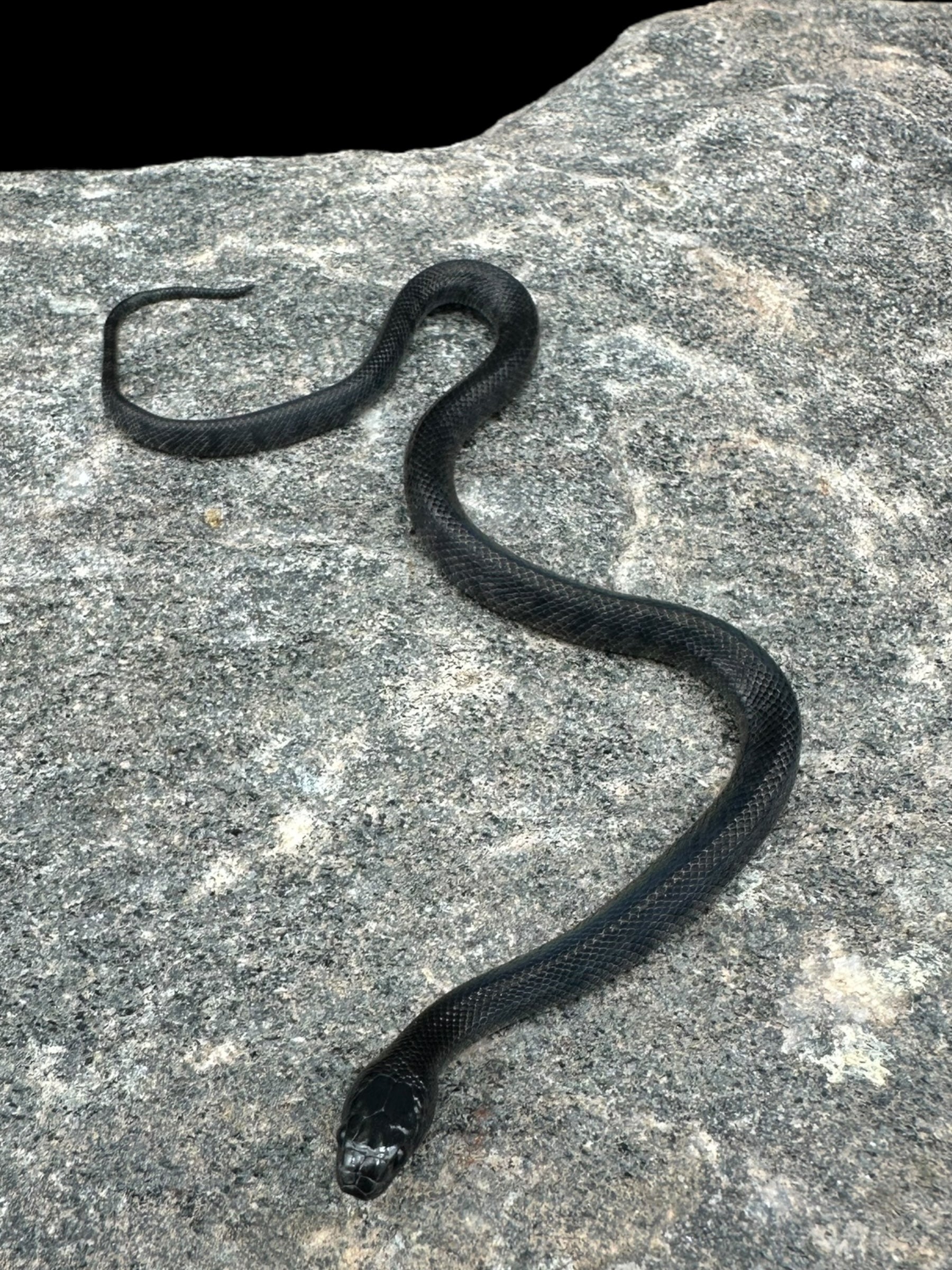 Serpent-roi variable (mélanistique)