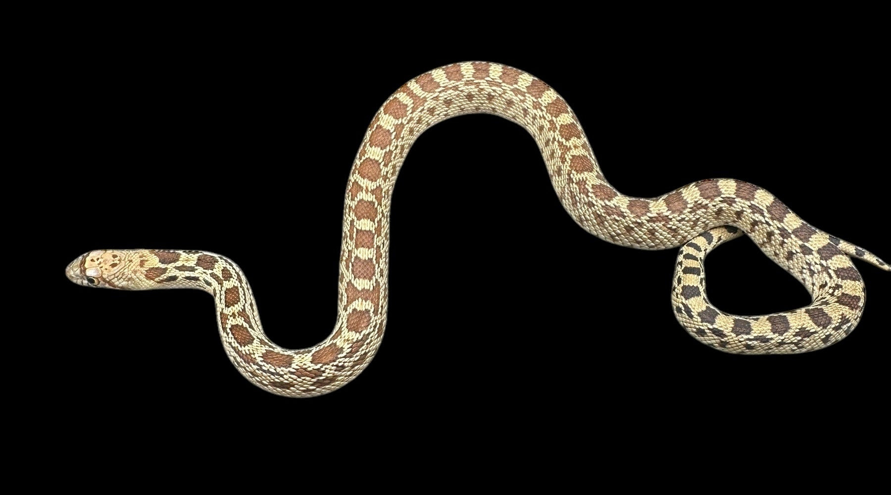 Sonoran Gopher Snake (Normal)