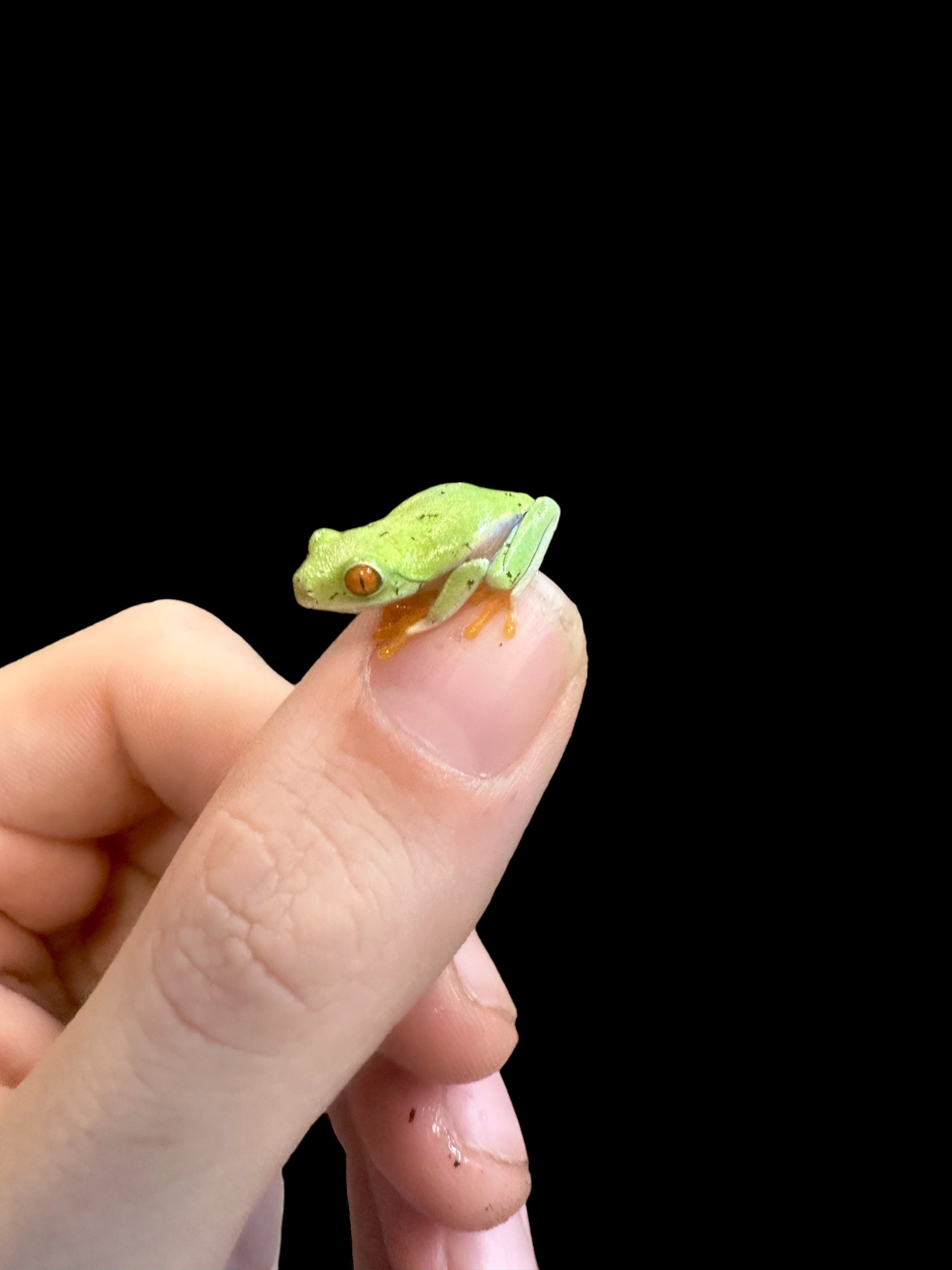 Rainette aux yeux rouges
