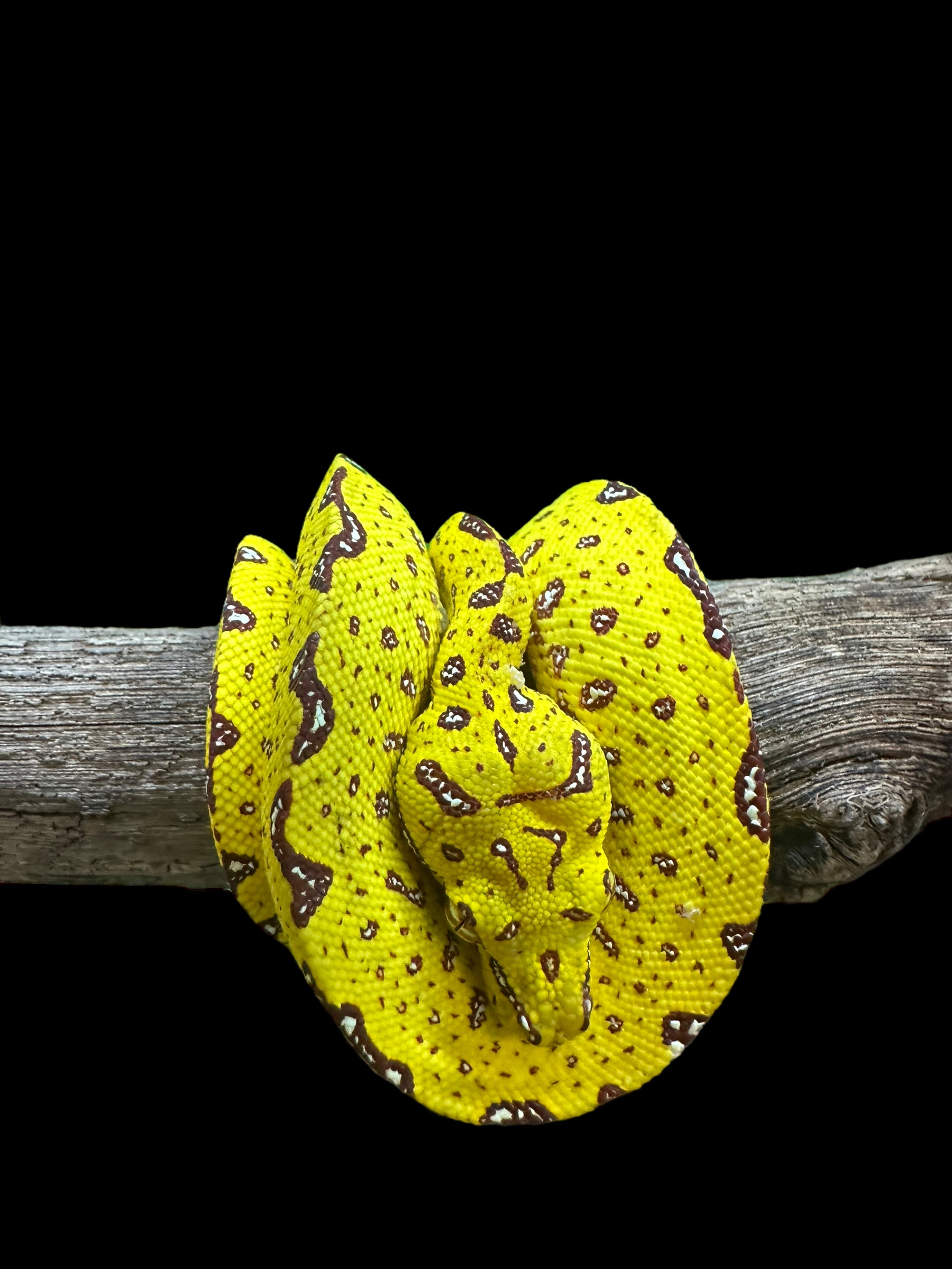 Python vert arboricole (Biak) - SM