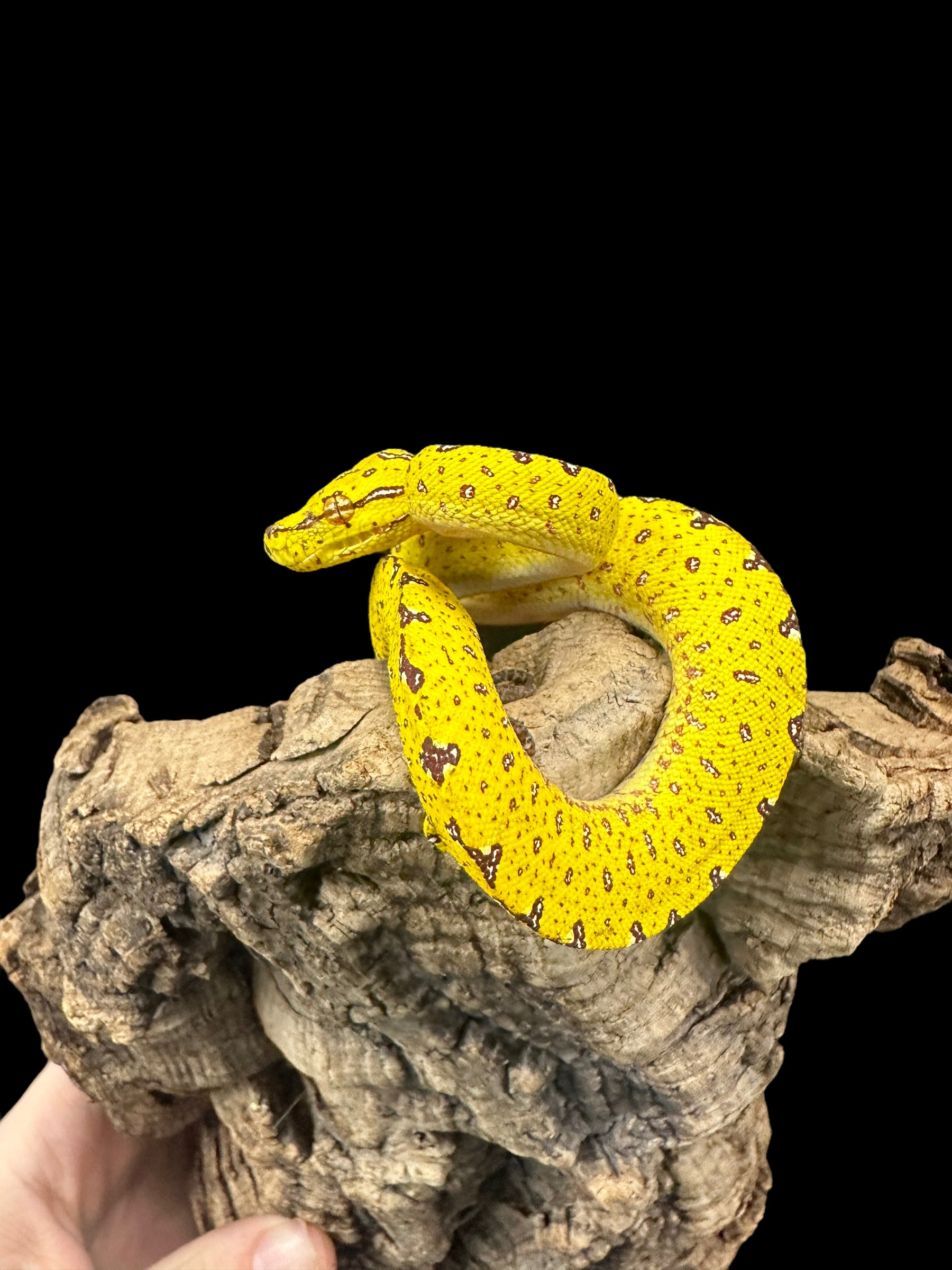 Python vert arboricole (Biak) - SM