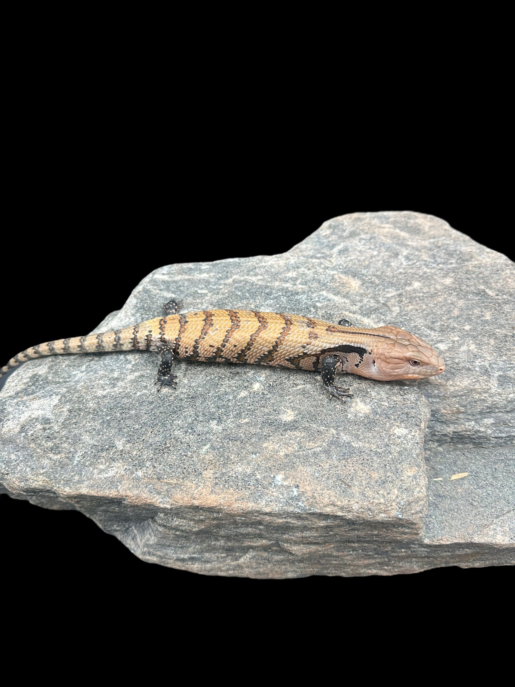 Indonesian Blue Tongue Skink "Merauke"