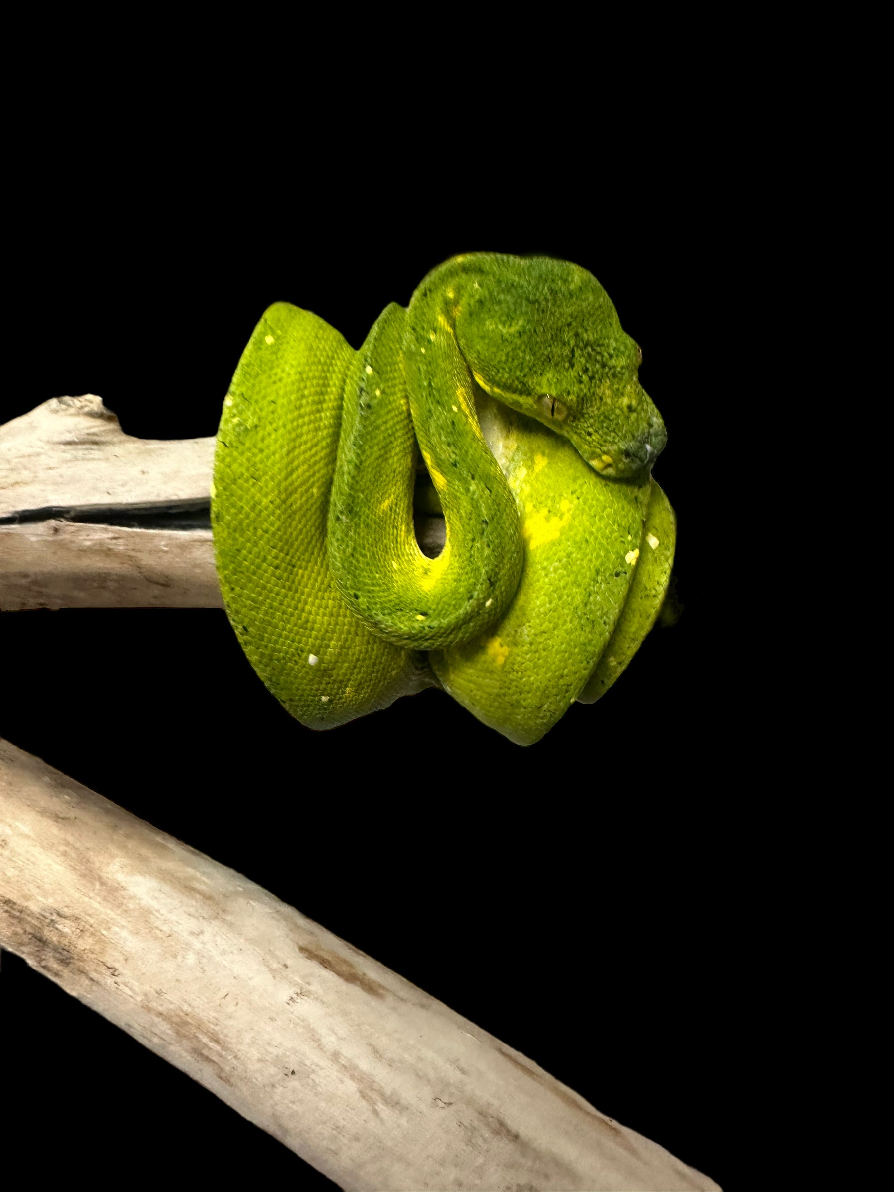 Green Tree Python (Morelia viridis) (Biak)