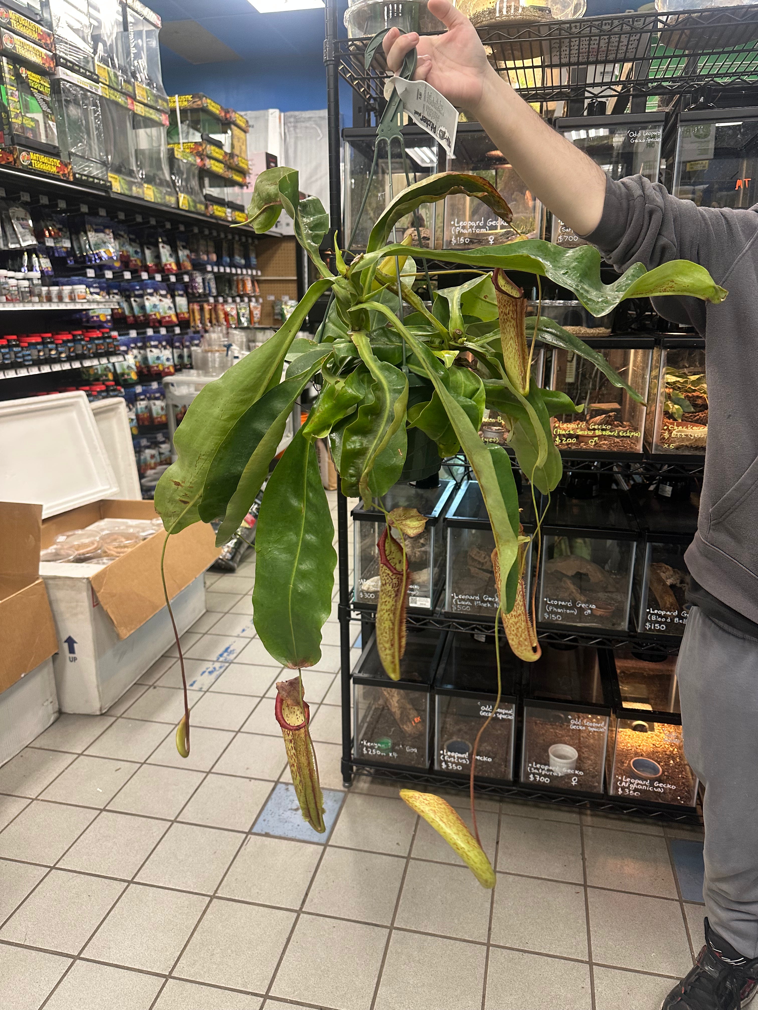Nepenthes Miranda XXL Hanging basket