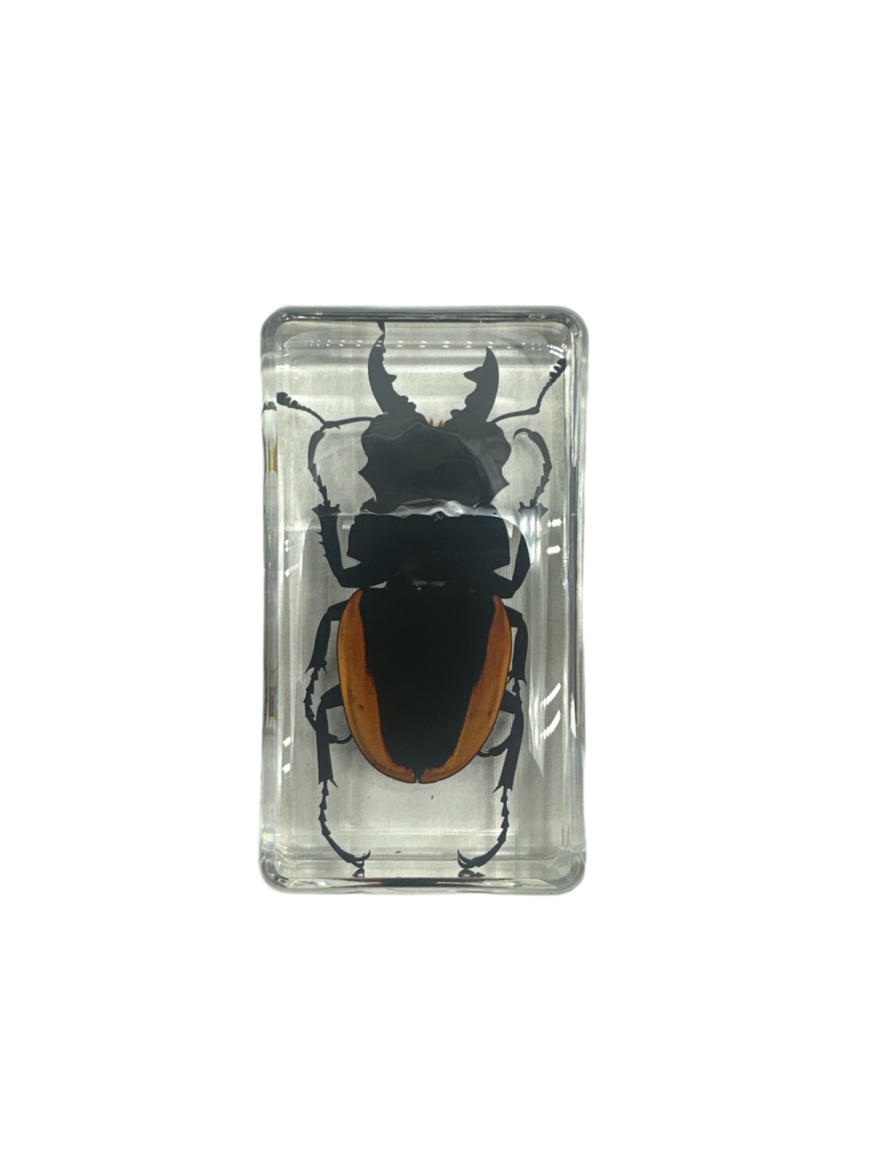 Golden Stag Beetle - Specimen In Resin