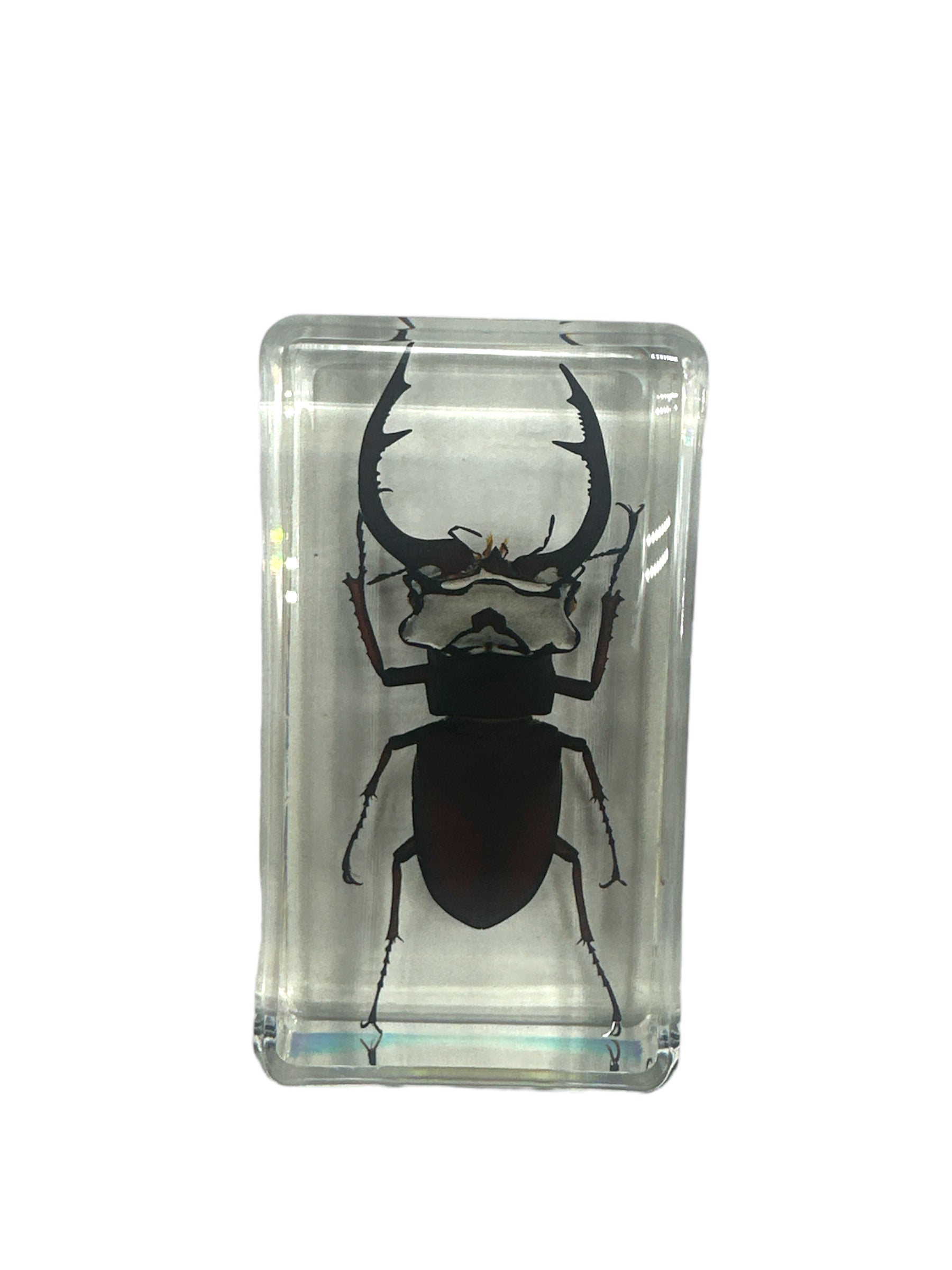 Lucanus fortunei Stag Beetle - Specimen In Resin