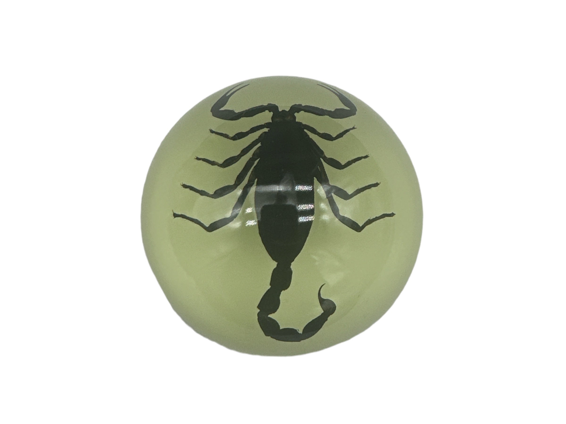 Scorpion noir - Spécimen en résine avec base phosphorescente