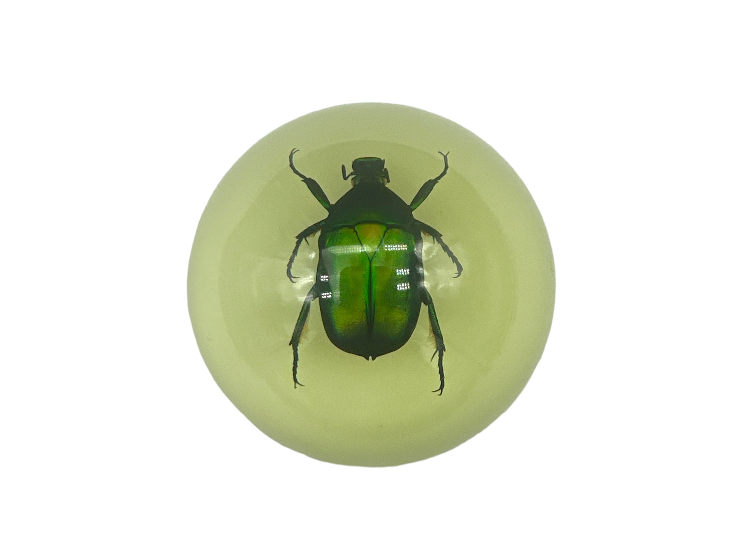 Green Rose Chafer Beetle - Specimen In Resin W/ Glow In The Dark Base